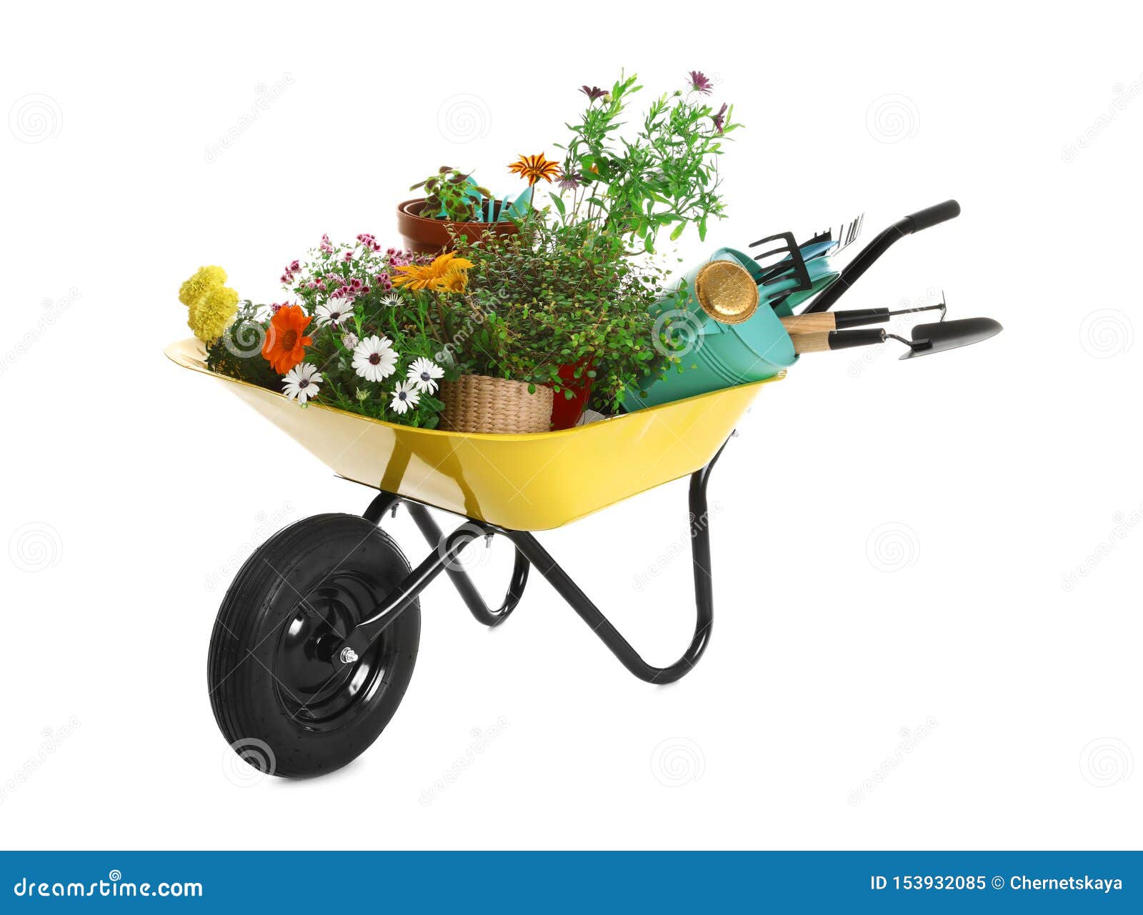 wheelbarrow with flowers and gardening tools on white