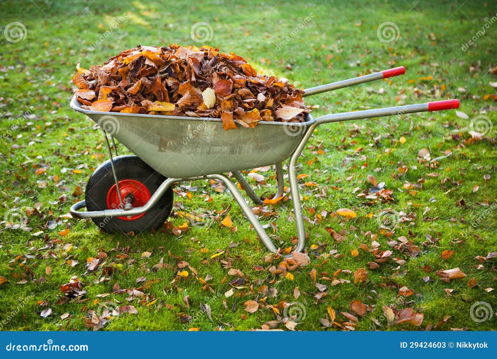 Wheelbarrow Full of Dried Leaves Stock Image Image of wheelbarrow