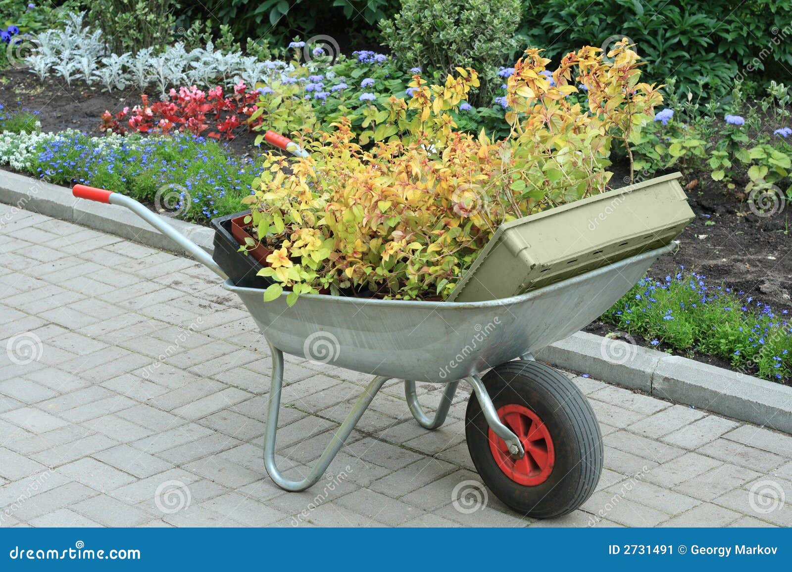 Wheelbarrow full of plants stock image. Image of border 2731491