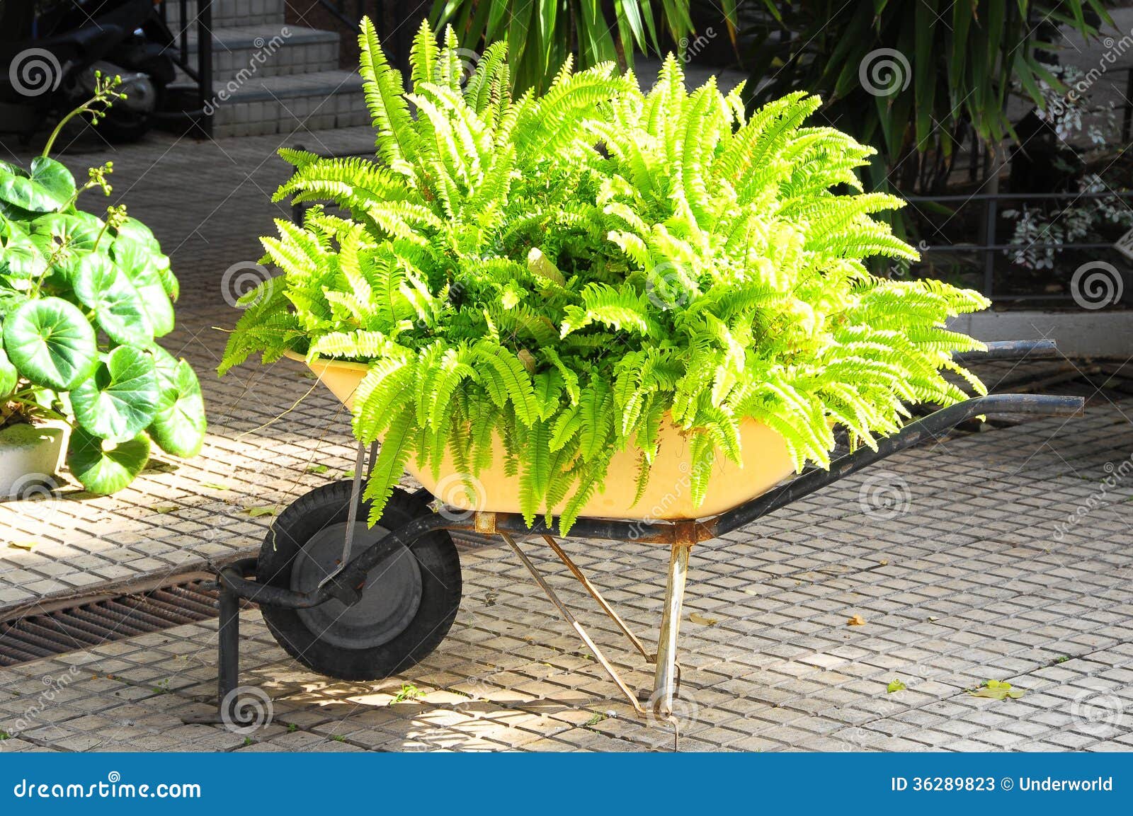 Wheelbarrow full of Plants stock image. Image of yard 36289823