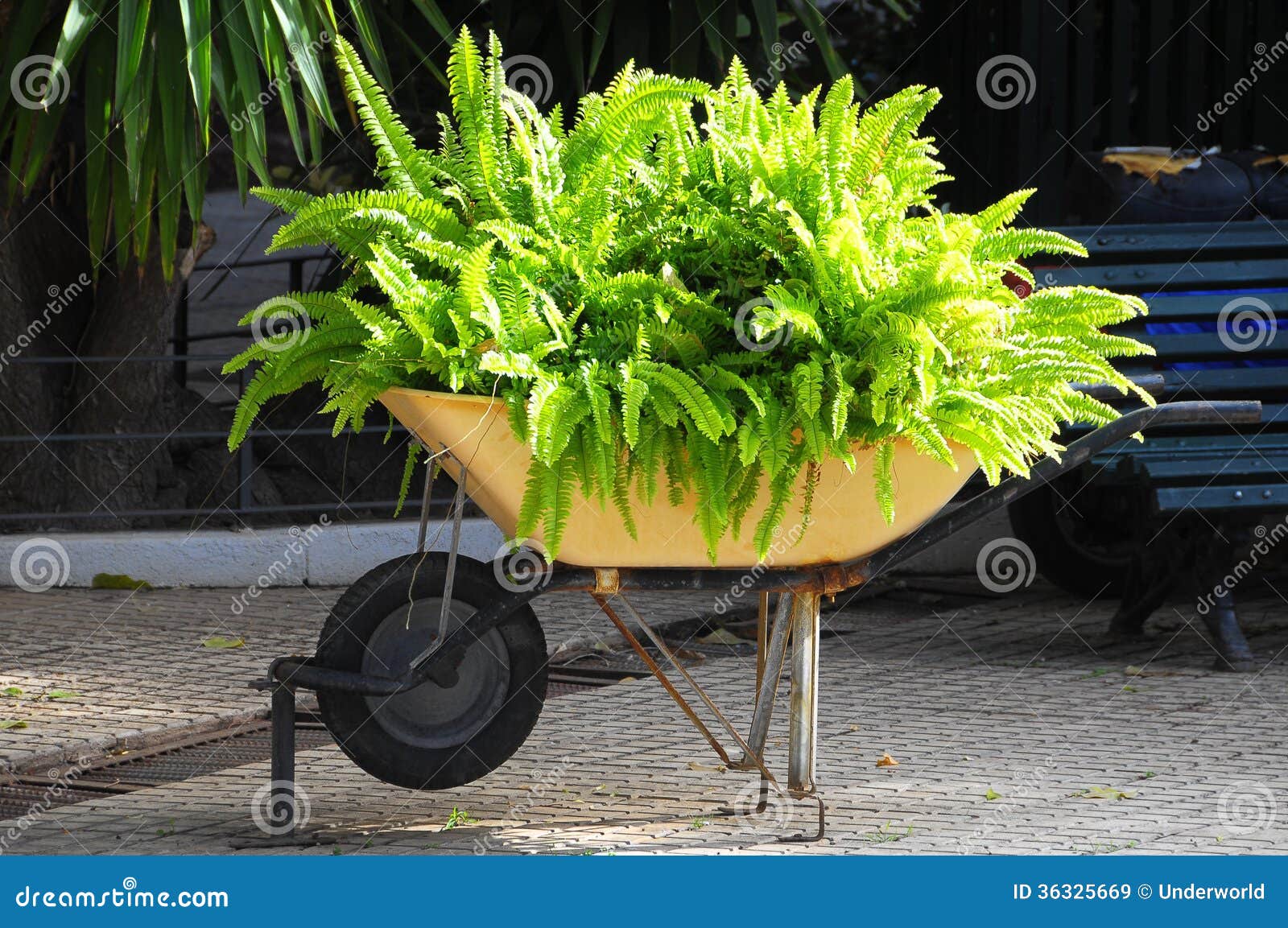 Wheelbarrow full of Plants stock image. Image of horticulture 36325669