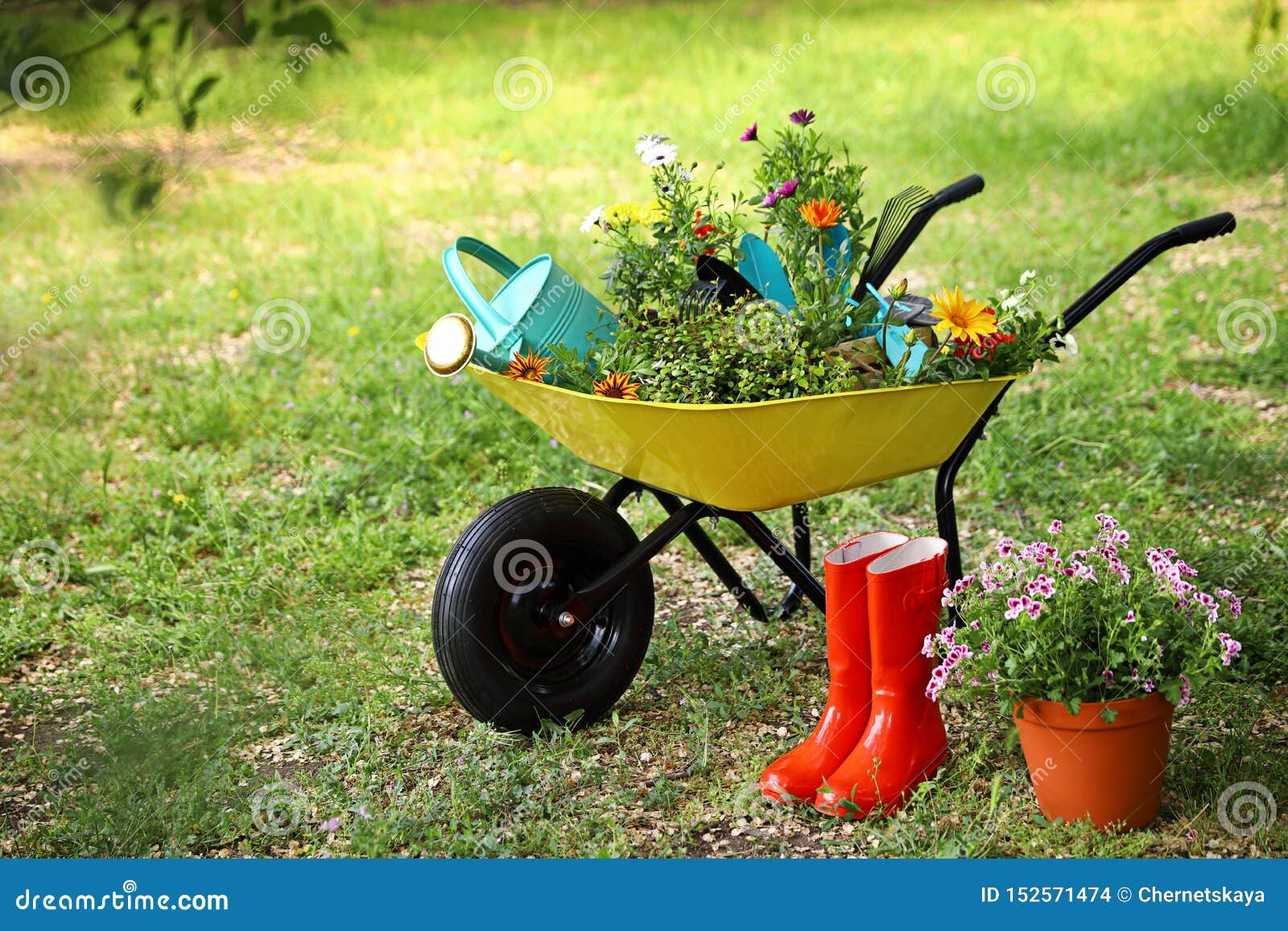 Wheelbarrow with Gardening Tools and Flowers on Grass Outside Stock