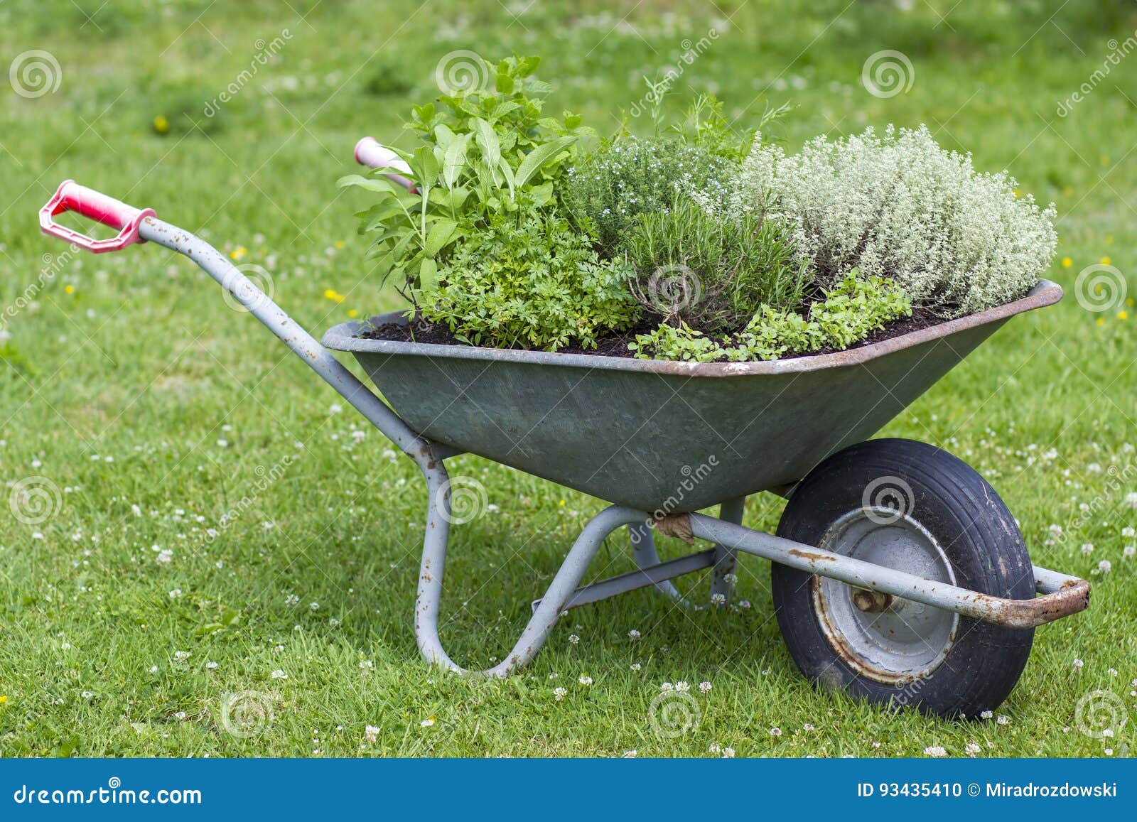 Wheelbarrow with herbs stock photo. Image of mint, concept 93435410