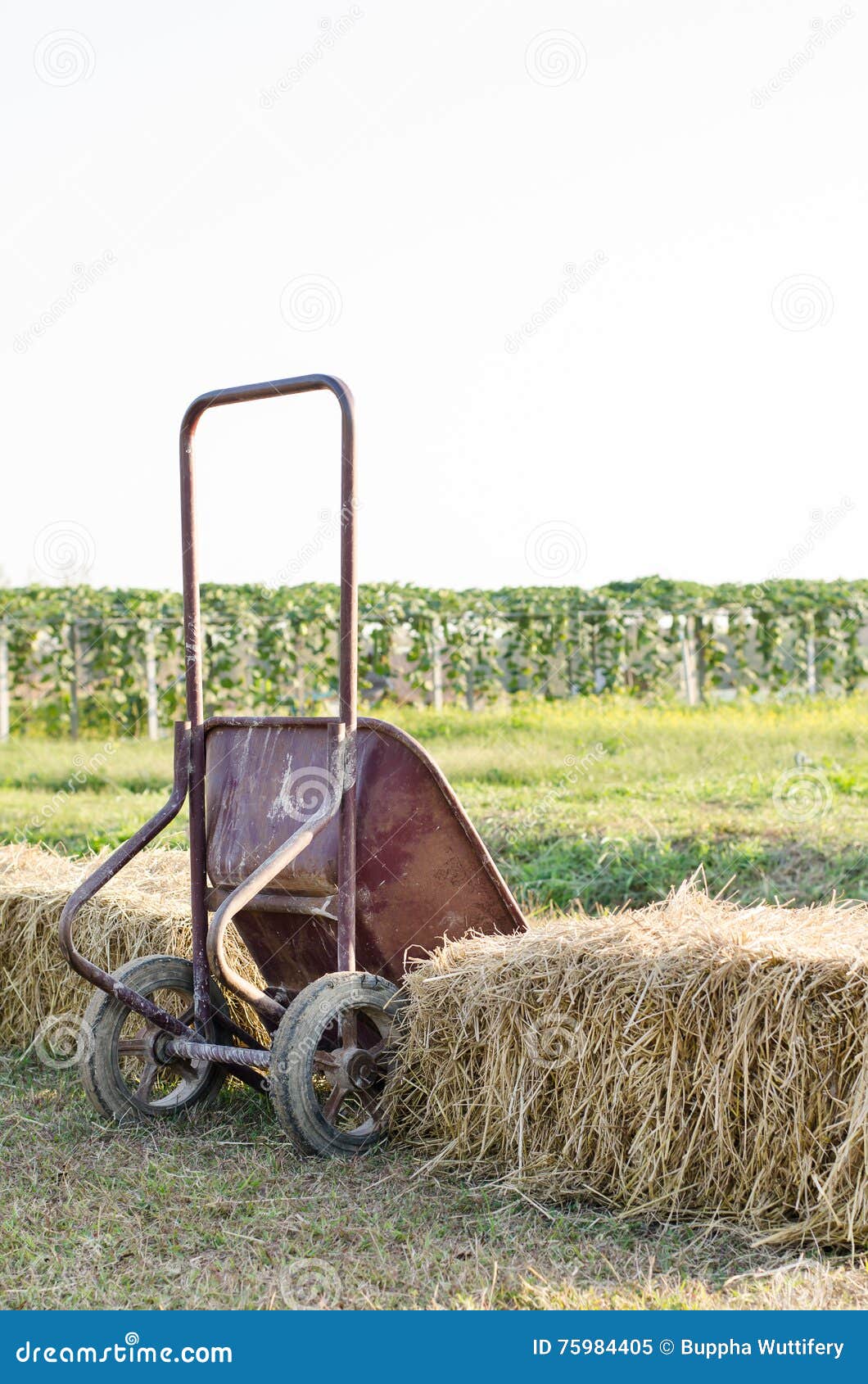 Wheelbarrow stock image. Image of culture, carts, farming 75984405