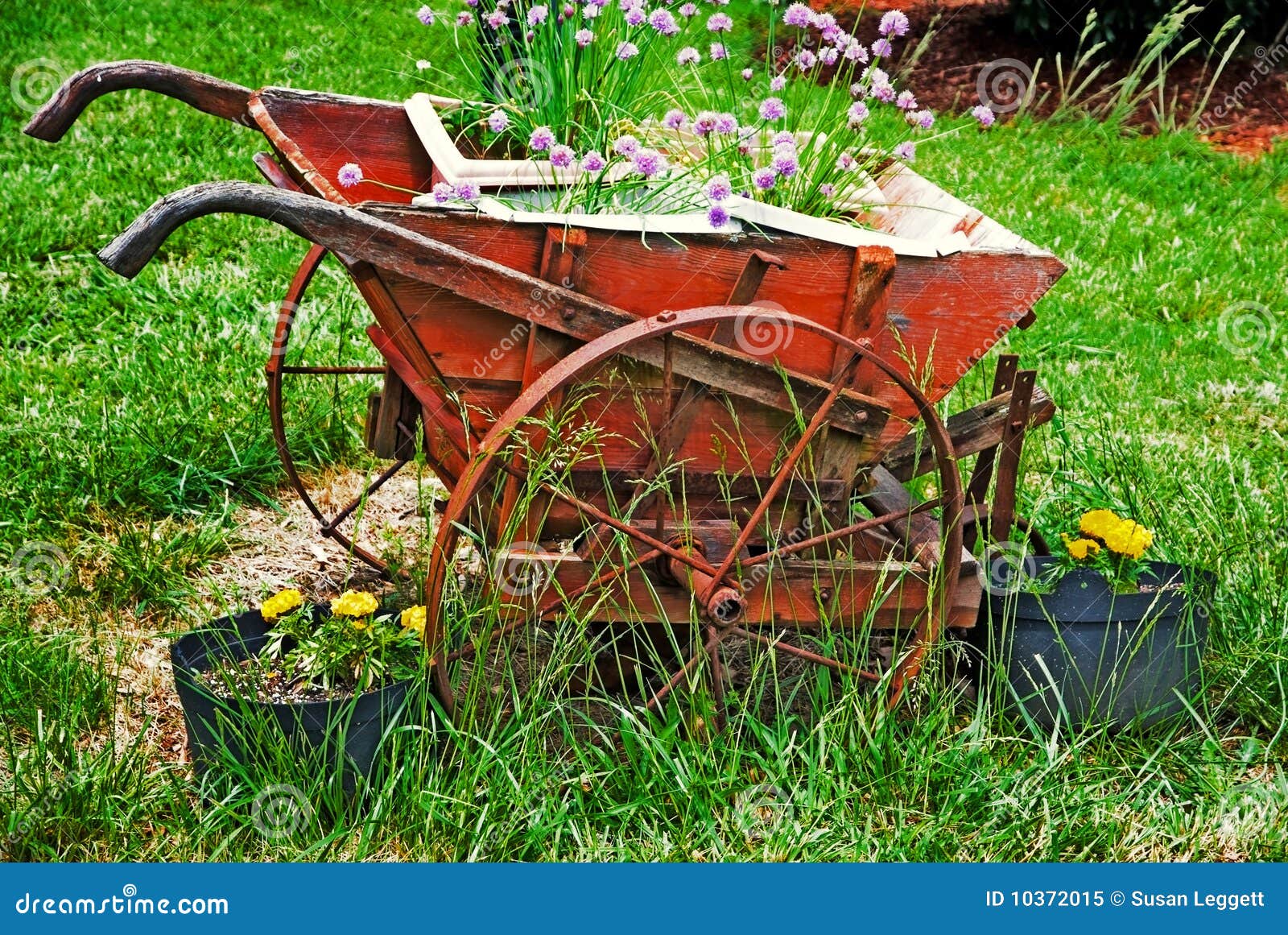 Wheelbarrow Planter stock image. Image of wheels, garden 10372015