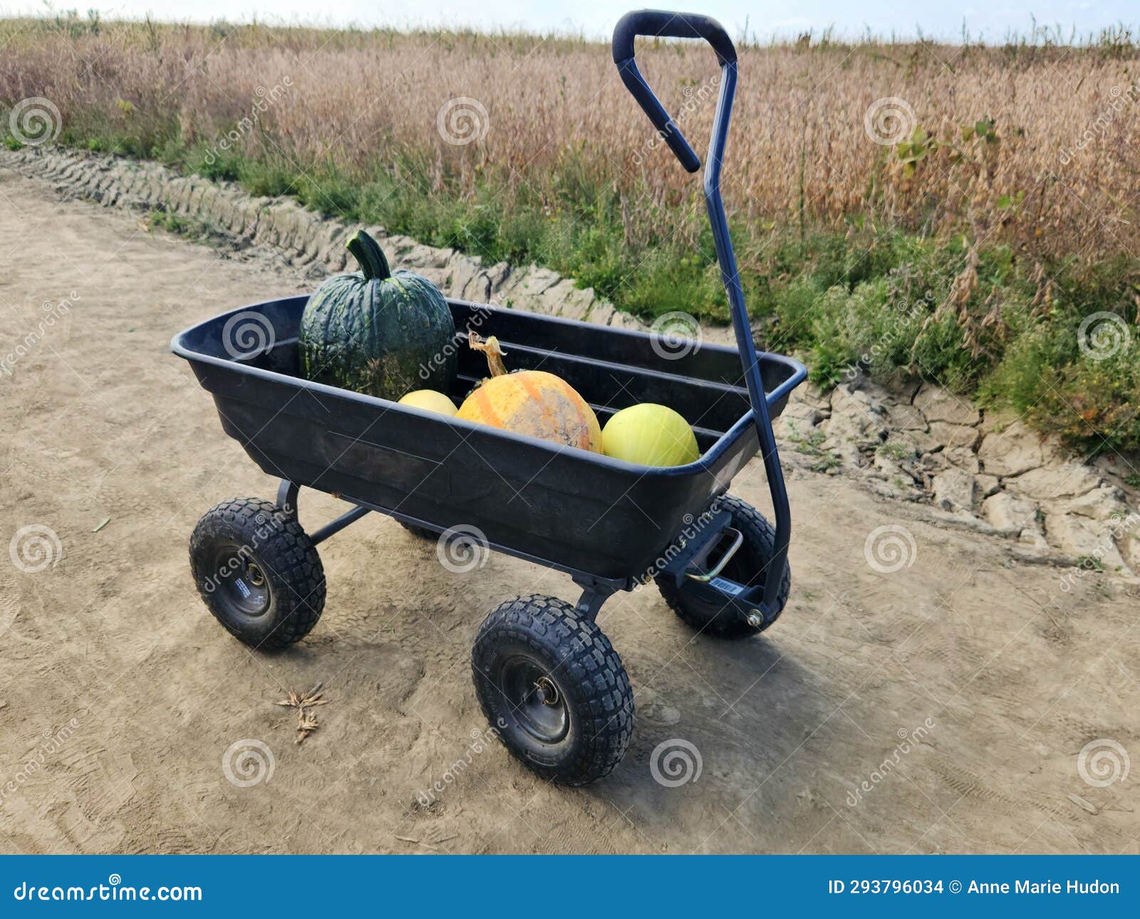 wheelbarrow pumkins, squash and cabbage autumn harvest fall season in field. october crop.
