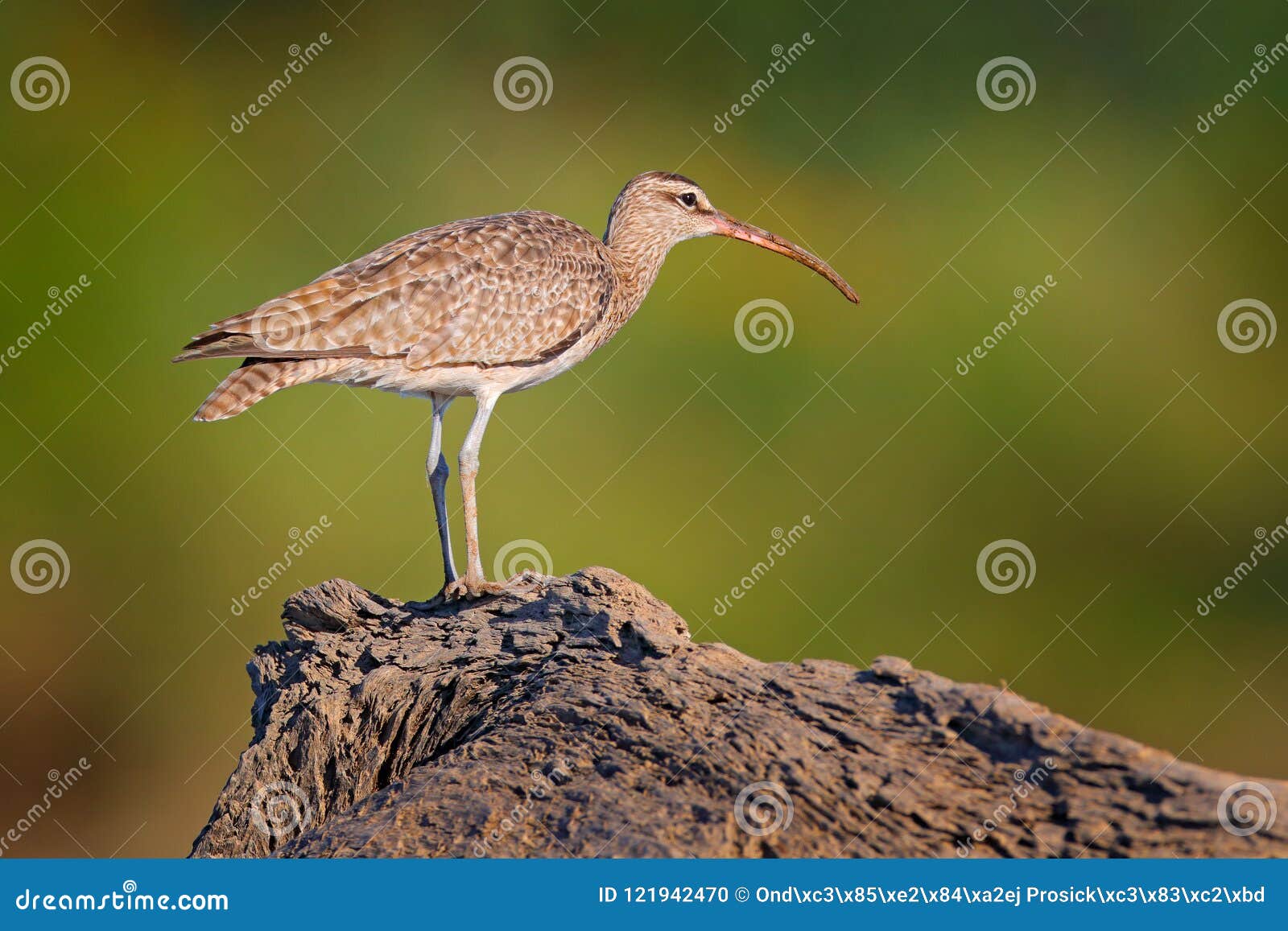 whimbrel, numenius phaeopus on the tree trunk, walking in the nature forest habitat. wader bird with curved bill.