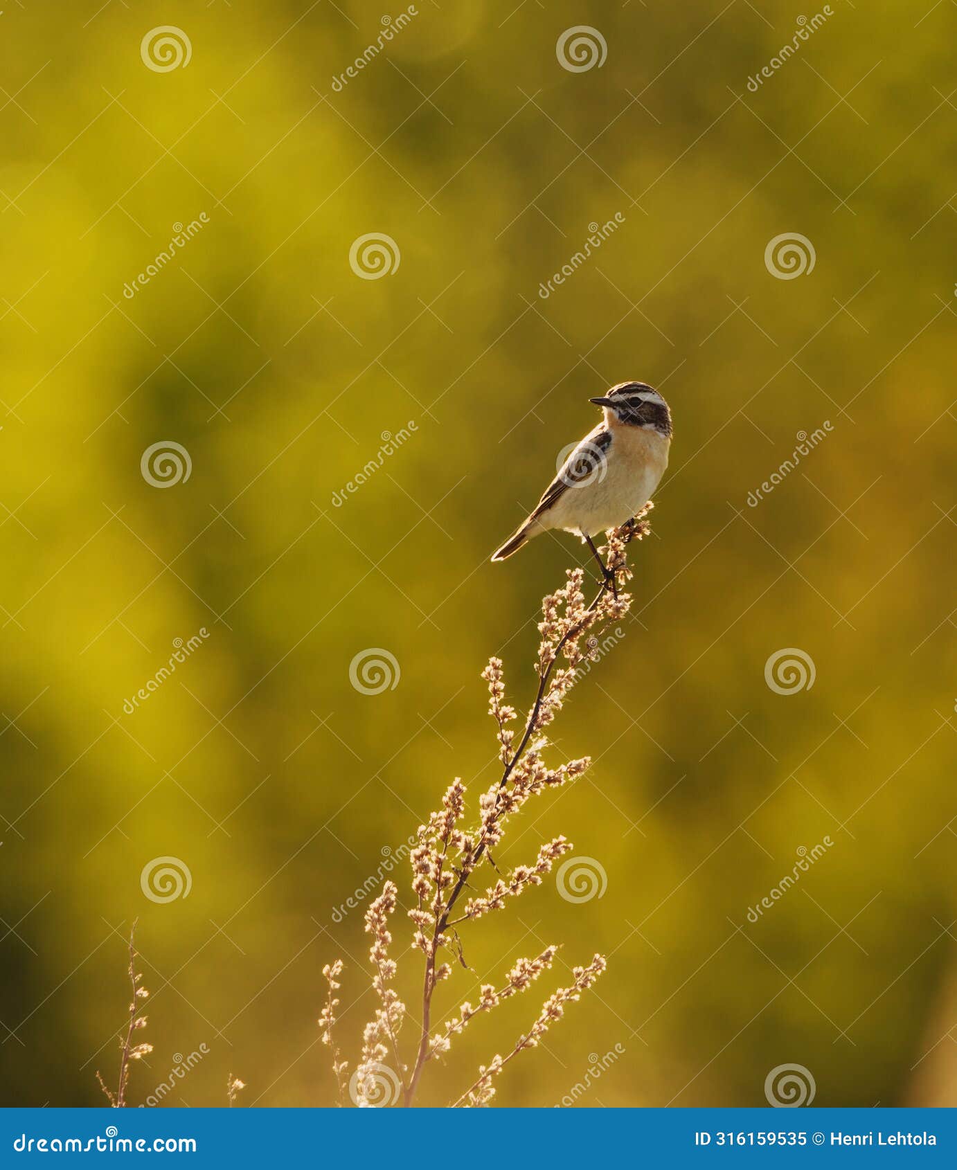 whinchat (saxicola rubetra) sitting on top of the shrubs
