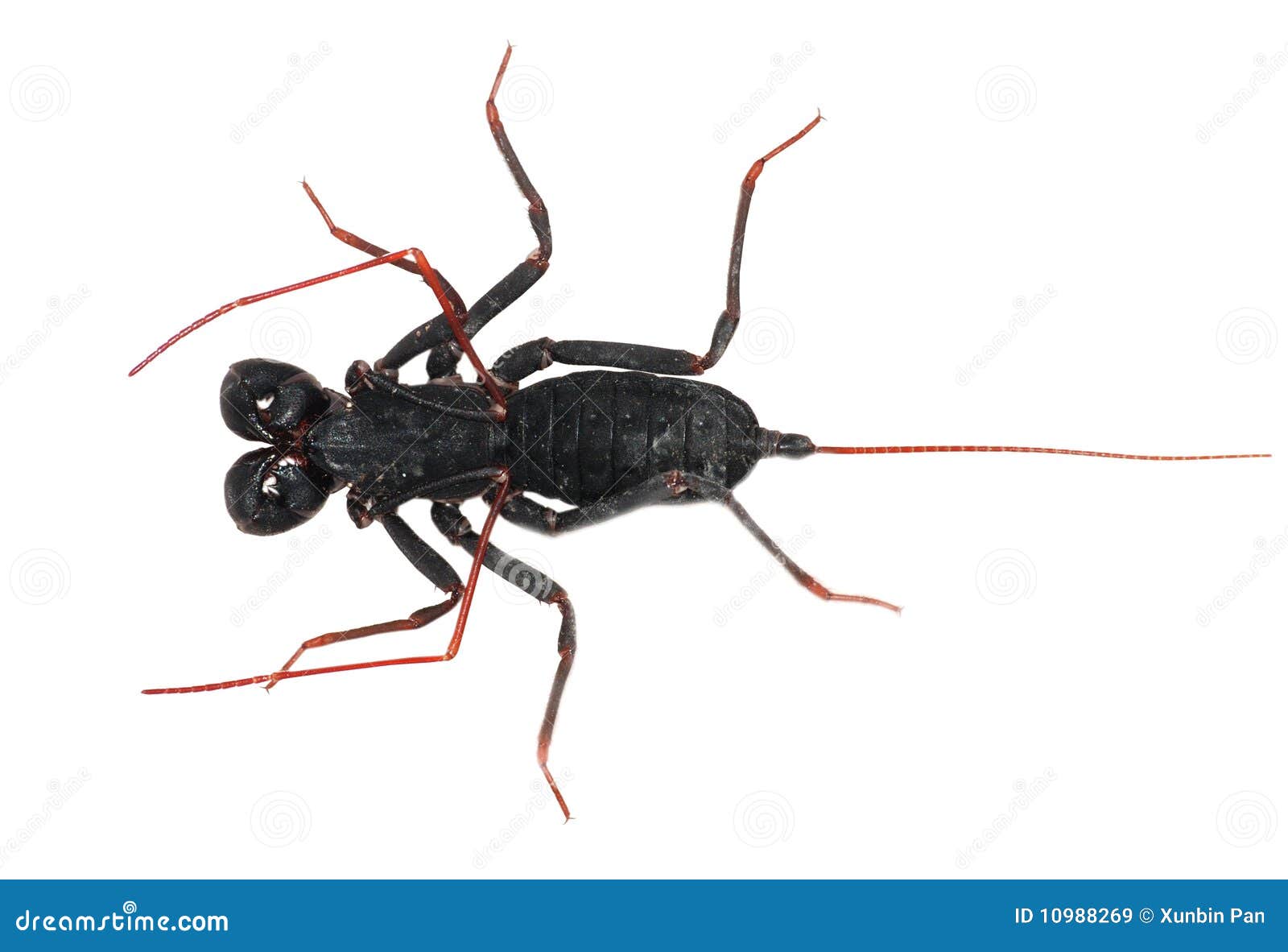 Vinegaroon Arachnid Mastigoproctus Giganteus In Hand Stock Photography