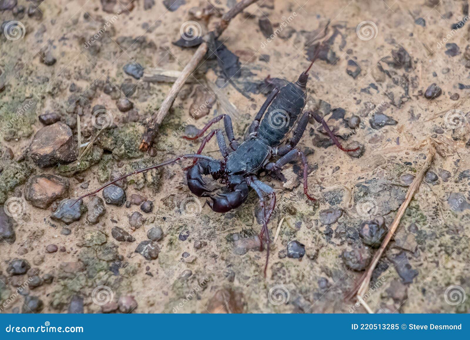 Whip Scorpion or Vinegaroon Stock Image Image of laos, wild 220513285