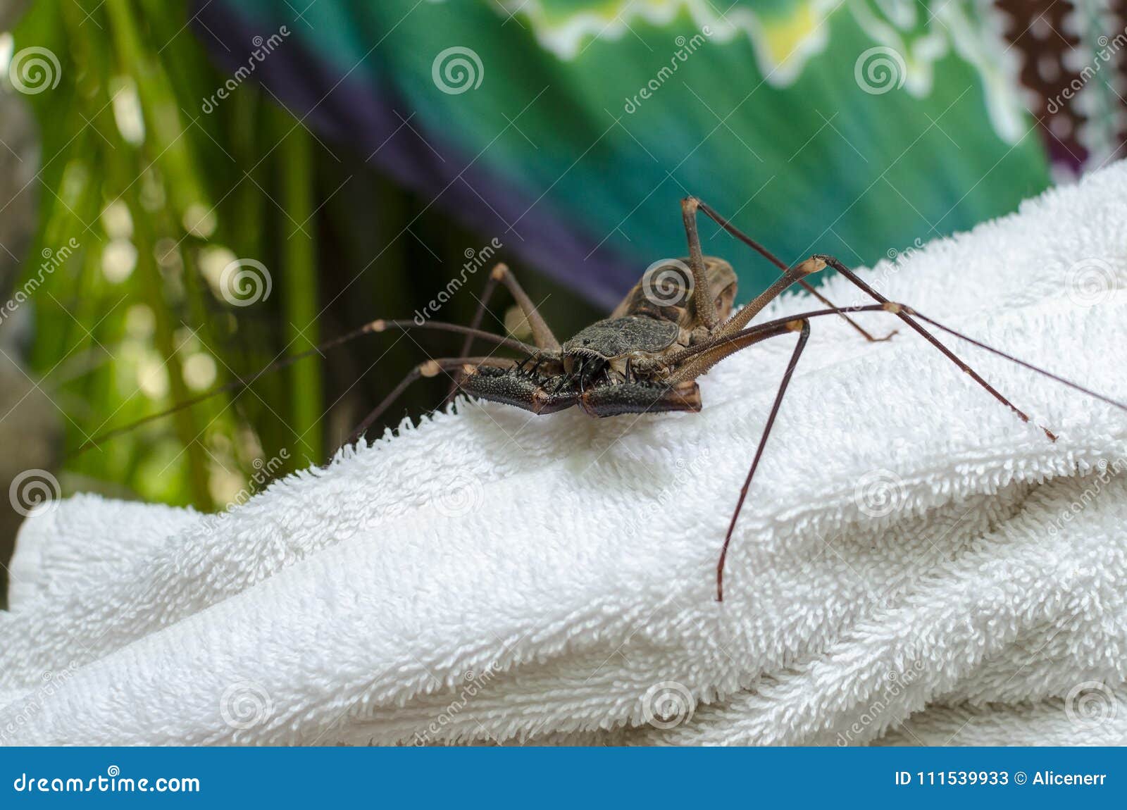 Whip Scorpion Sitting on White Bath Towel Stock Image Image of ugly
