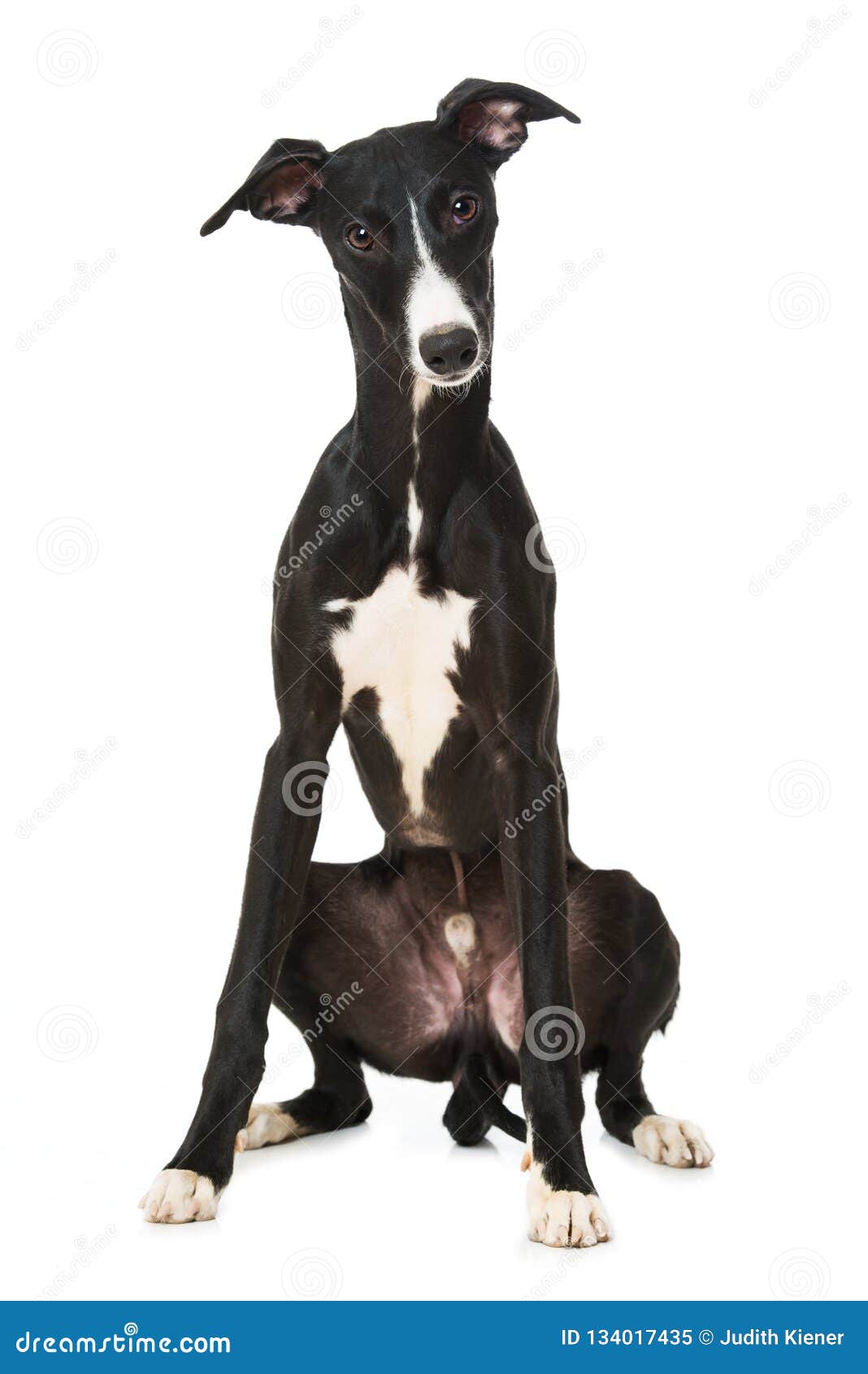 whippet black