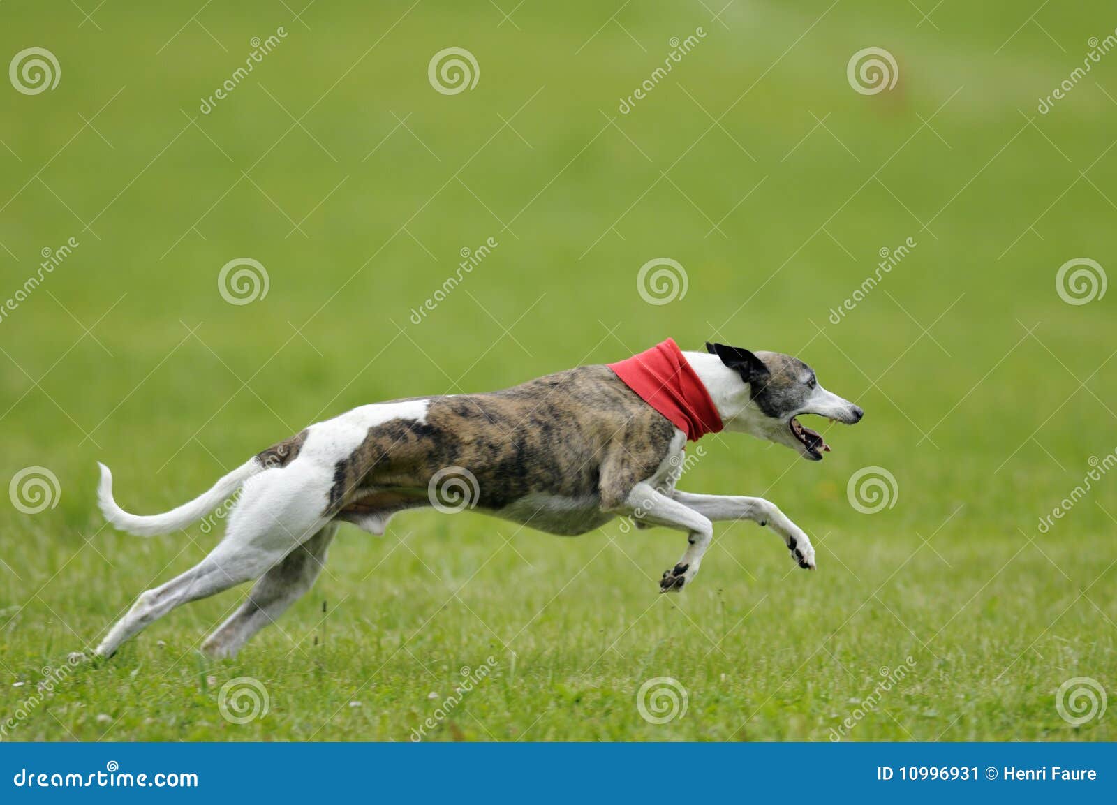 3,009 Lure Coursing Stock Photos - Free & Royalty-Free Stock Photos from  Dreamstime