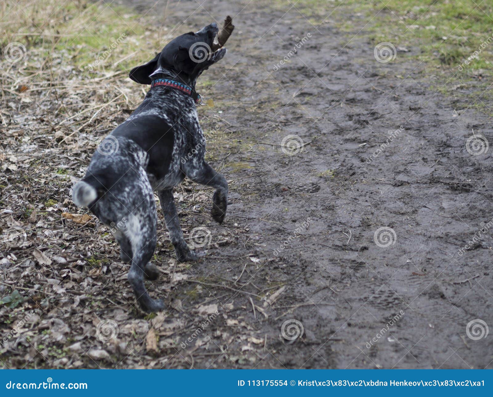 Whippet De Croisement De Chien De Chasse Et Fonctionnement