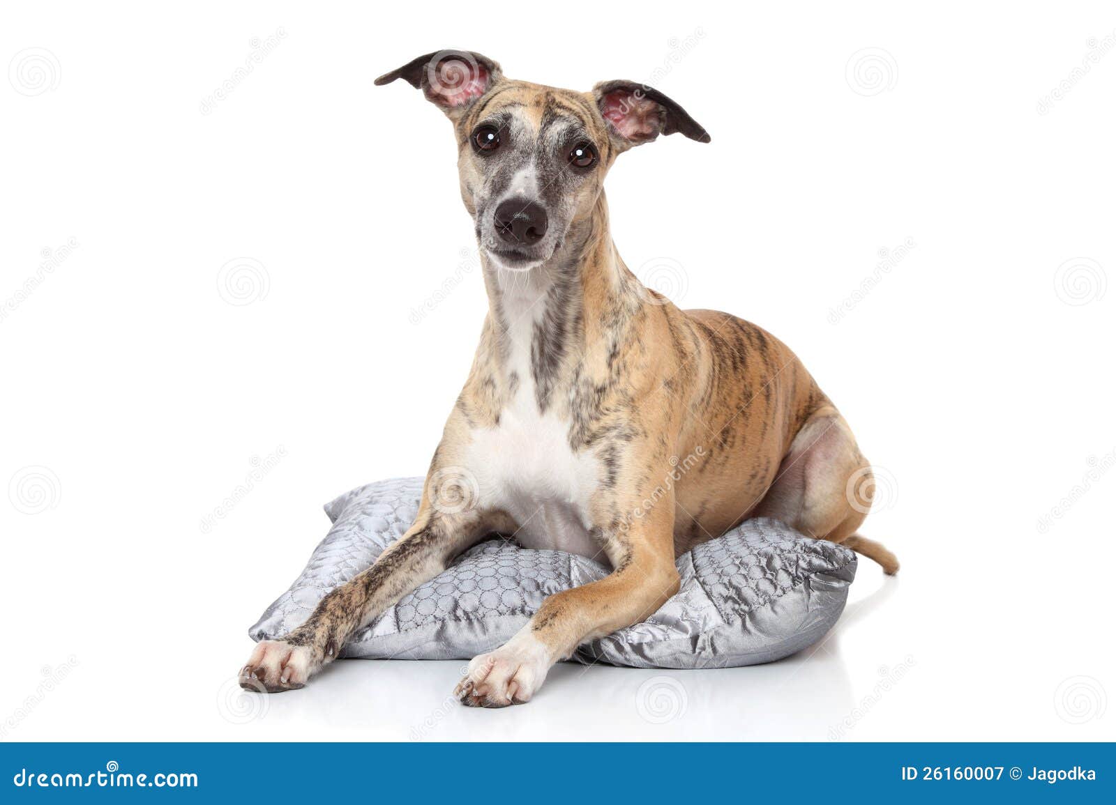 Whippet Dog Lying on Pillow Stock Image Image of pedigreed, lying