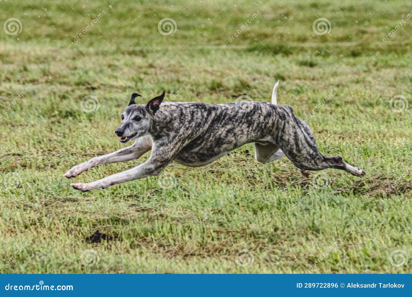 Whippet Dog Running Fast and Chasing Lure Across Green Field at Dog