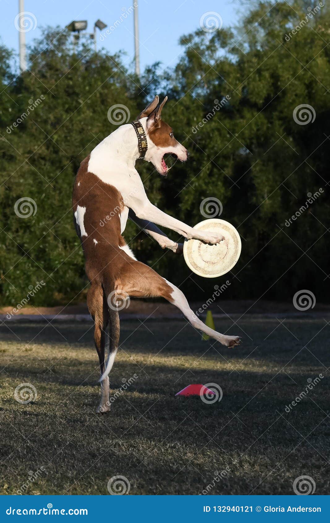 whippet frisbee