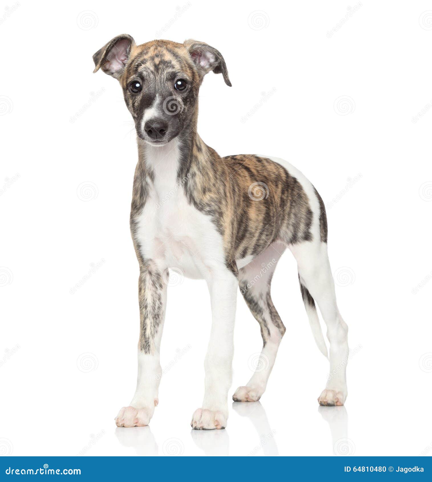 Whippet Puppy Stock Photo Image Of Grey Brown Puppy 64810480