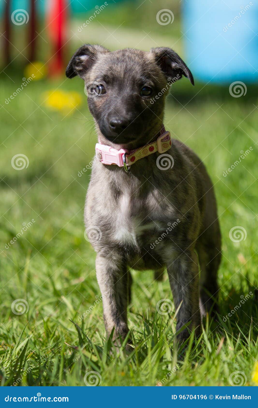8 week old whippet