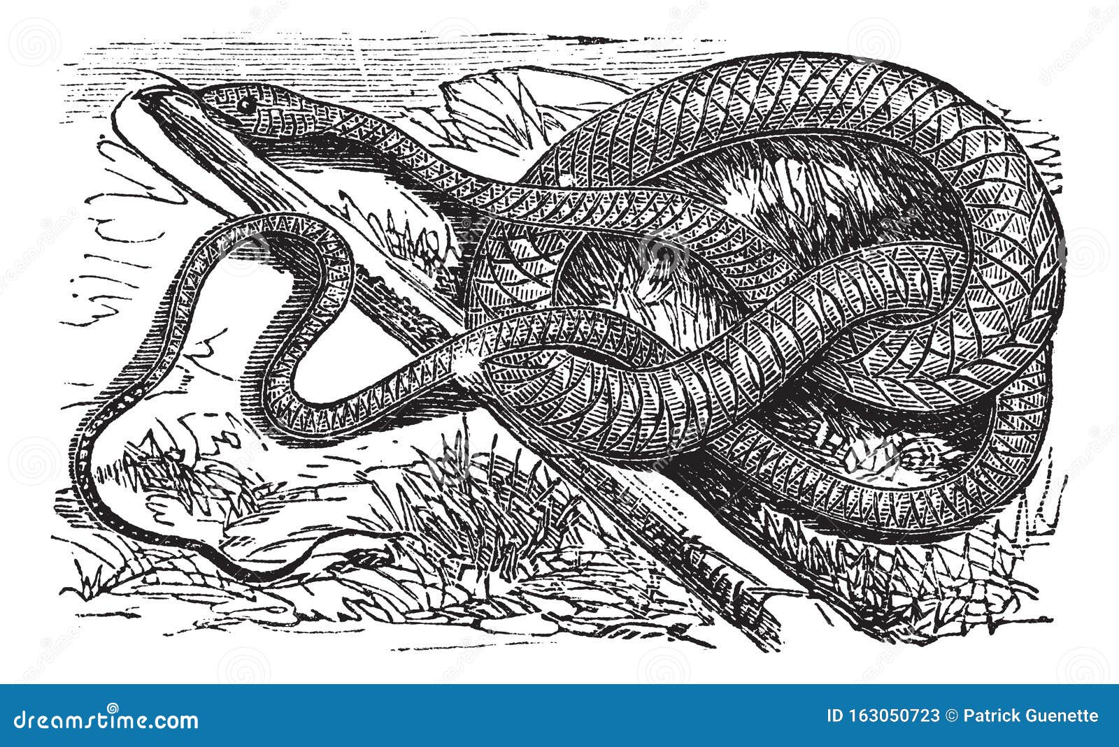 whipsnake or coachwhip or masticophis flagellum, vintage engraving