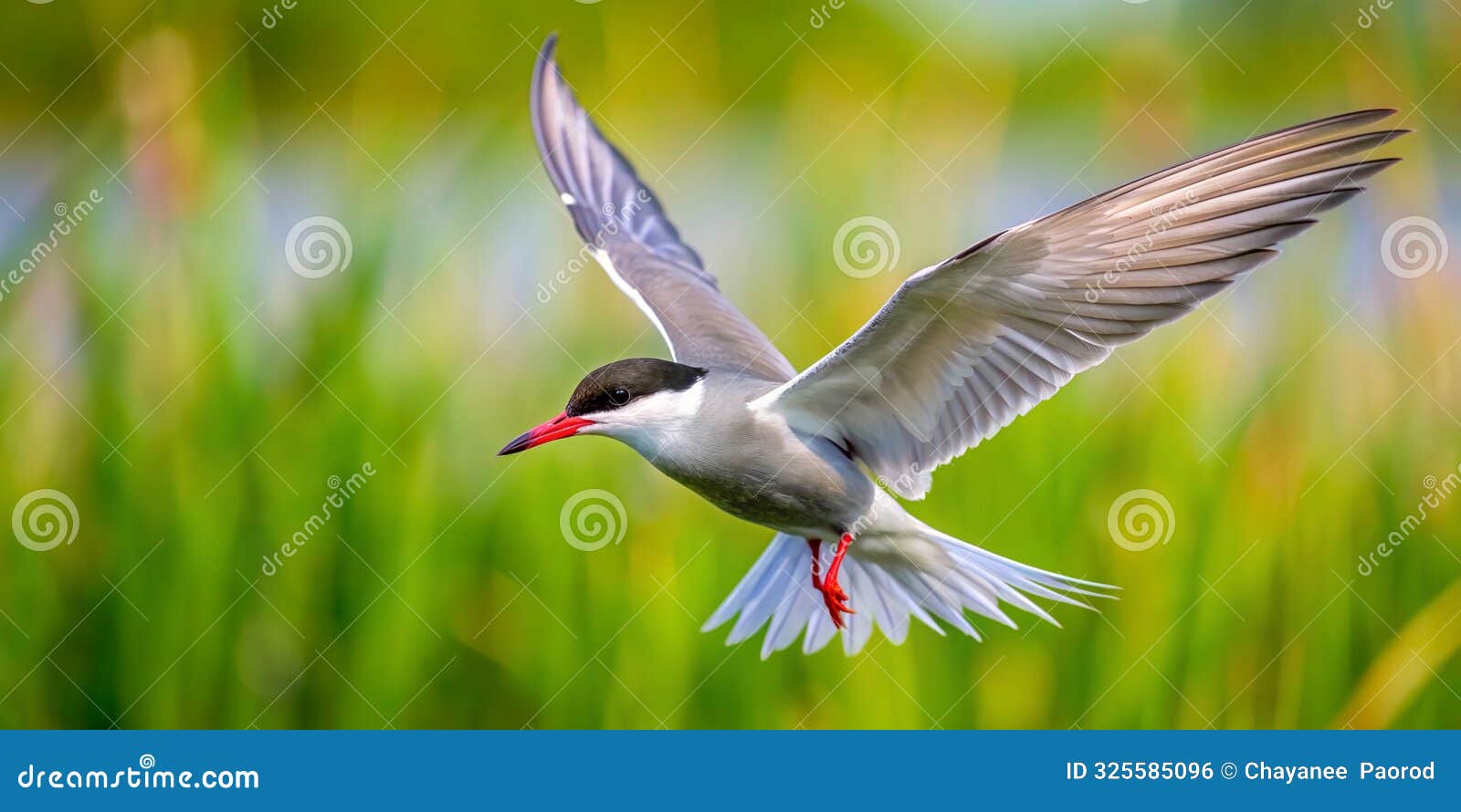 a whiskered tern chlidonias hybrida in flght ai generative