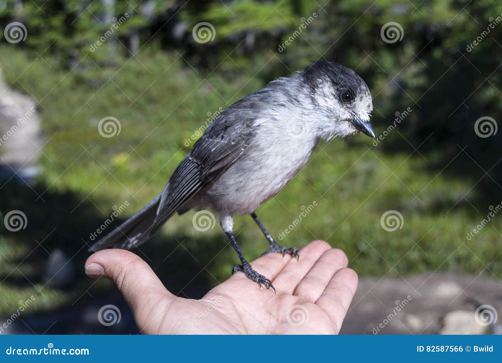 Whiskey jack on hand stock photo. Image of bird, canadian 82587566