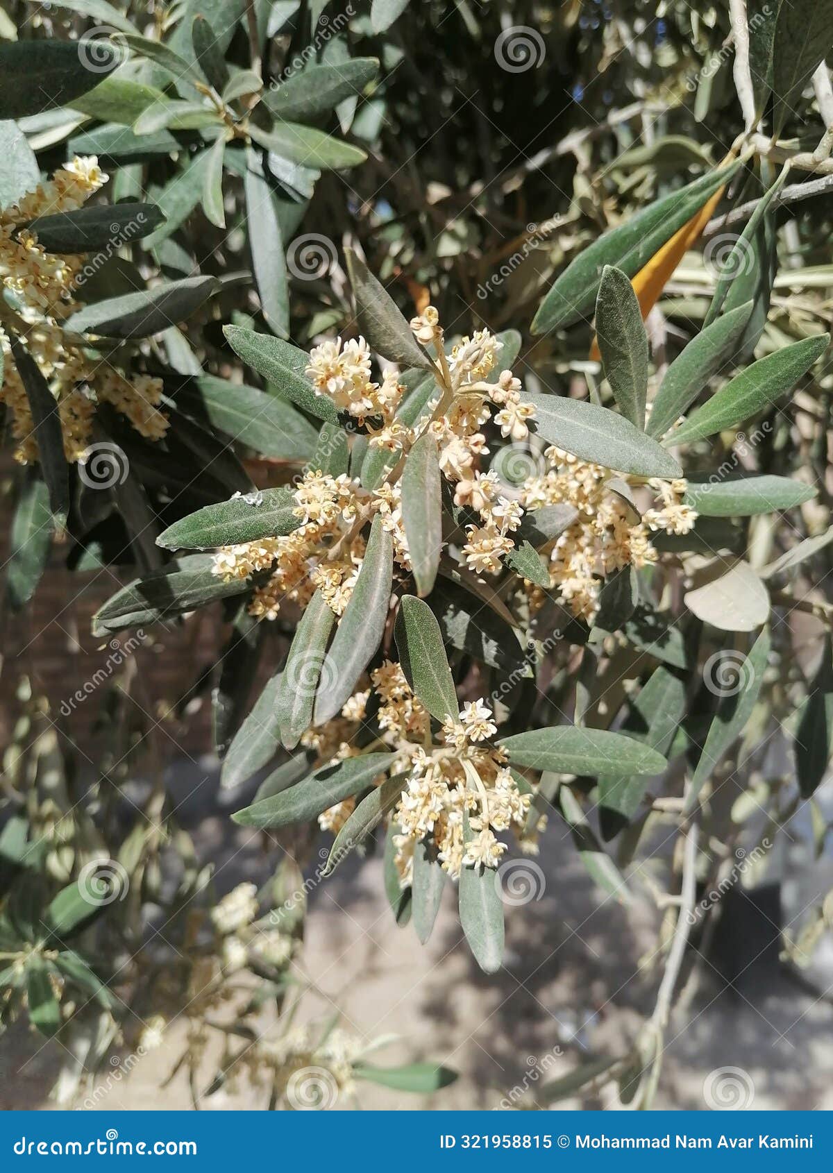 whispers of bloom the olive treeâs floral prelude
