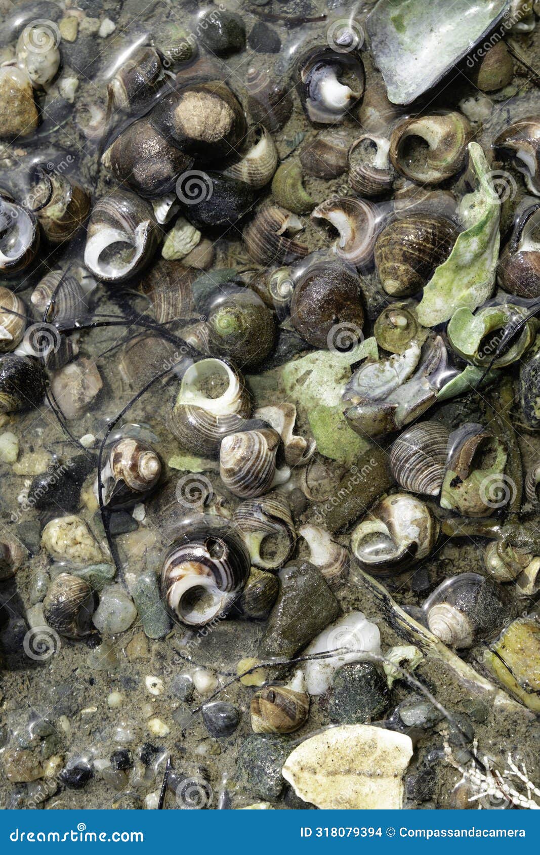 whispers of the deep: exploring the mysteries of snail shells and ocean bed debris