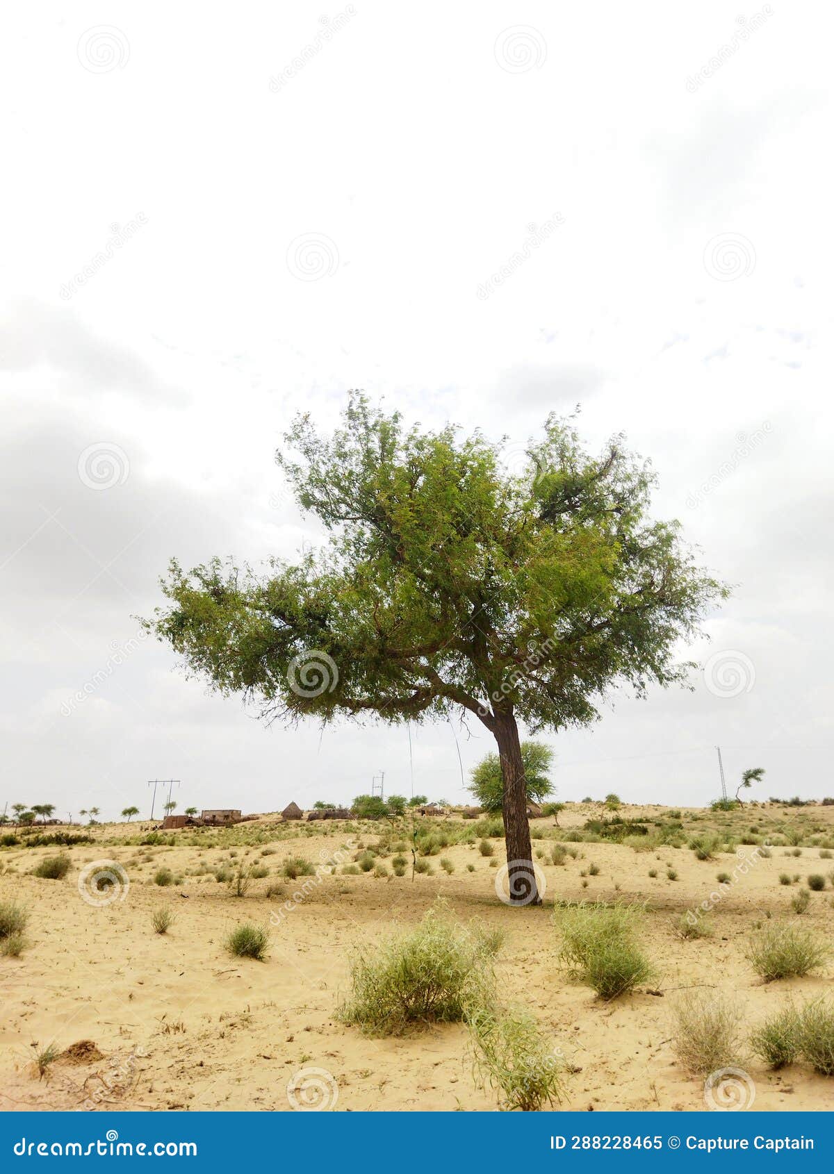 whispers of solitude tharparkar's desert tree