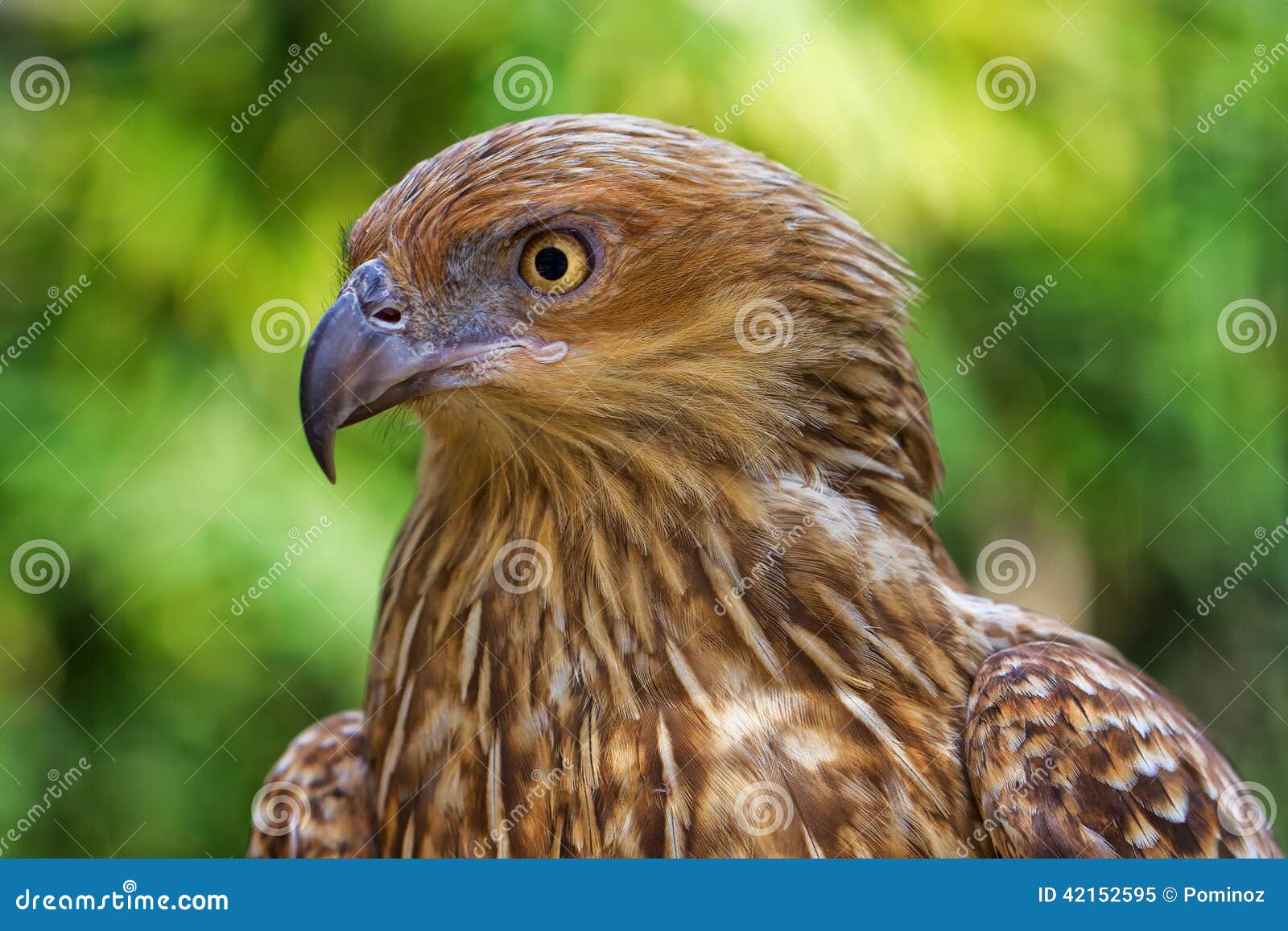 Whistling Kite stock image. Image of watching, eyesight 42152595