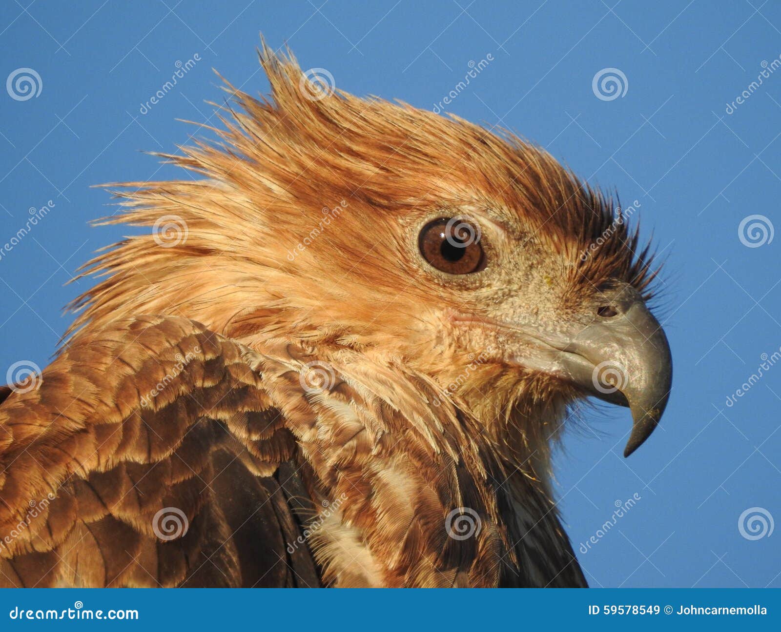 Whistling kite stock image. Image of head, kite, brown 59578549