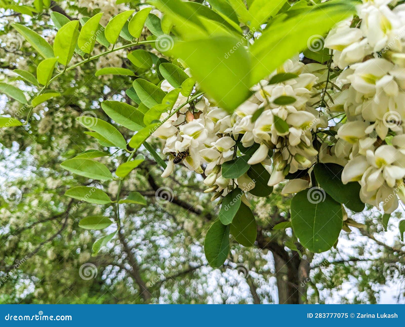 White Acacia Flowers in the Forest. Acacia Flowering in Summer Stock