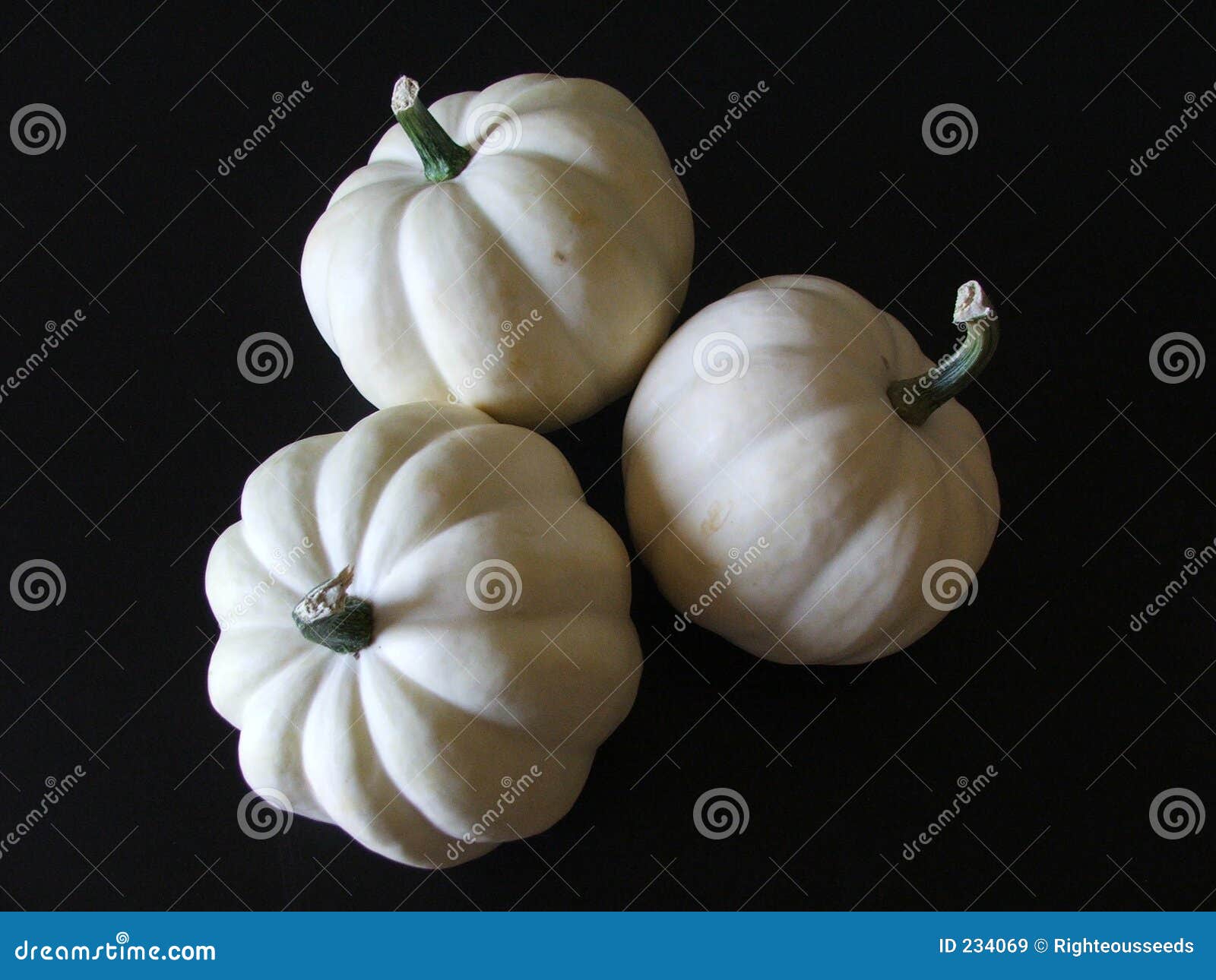 White Acorn Squash stock image. Image of white, gourds 234069