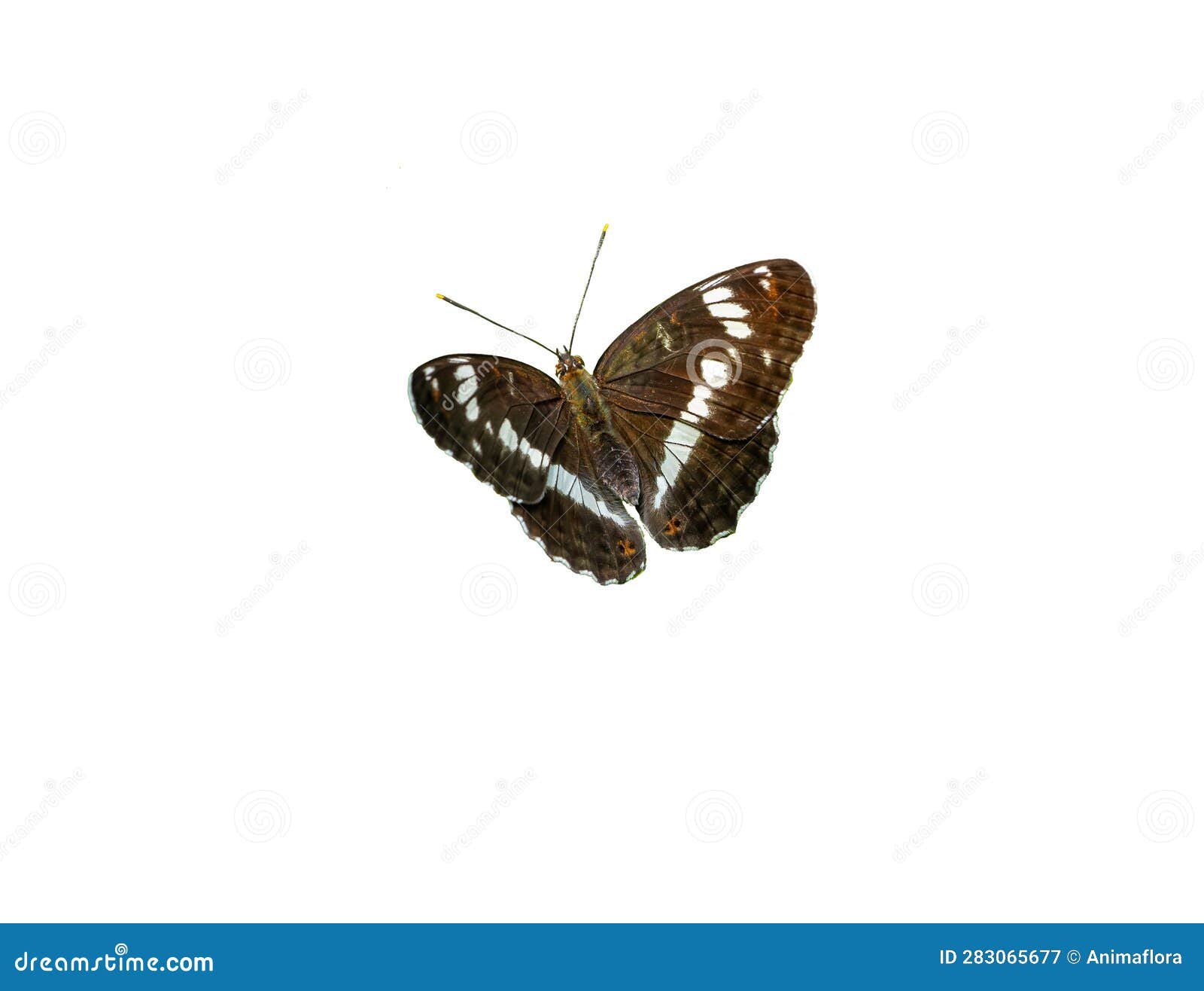 white admira, limenitis camilla, butterfly on white background