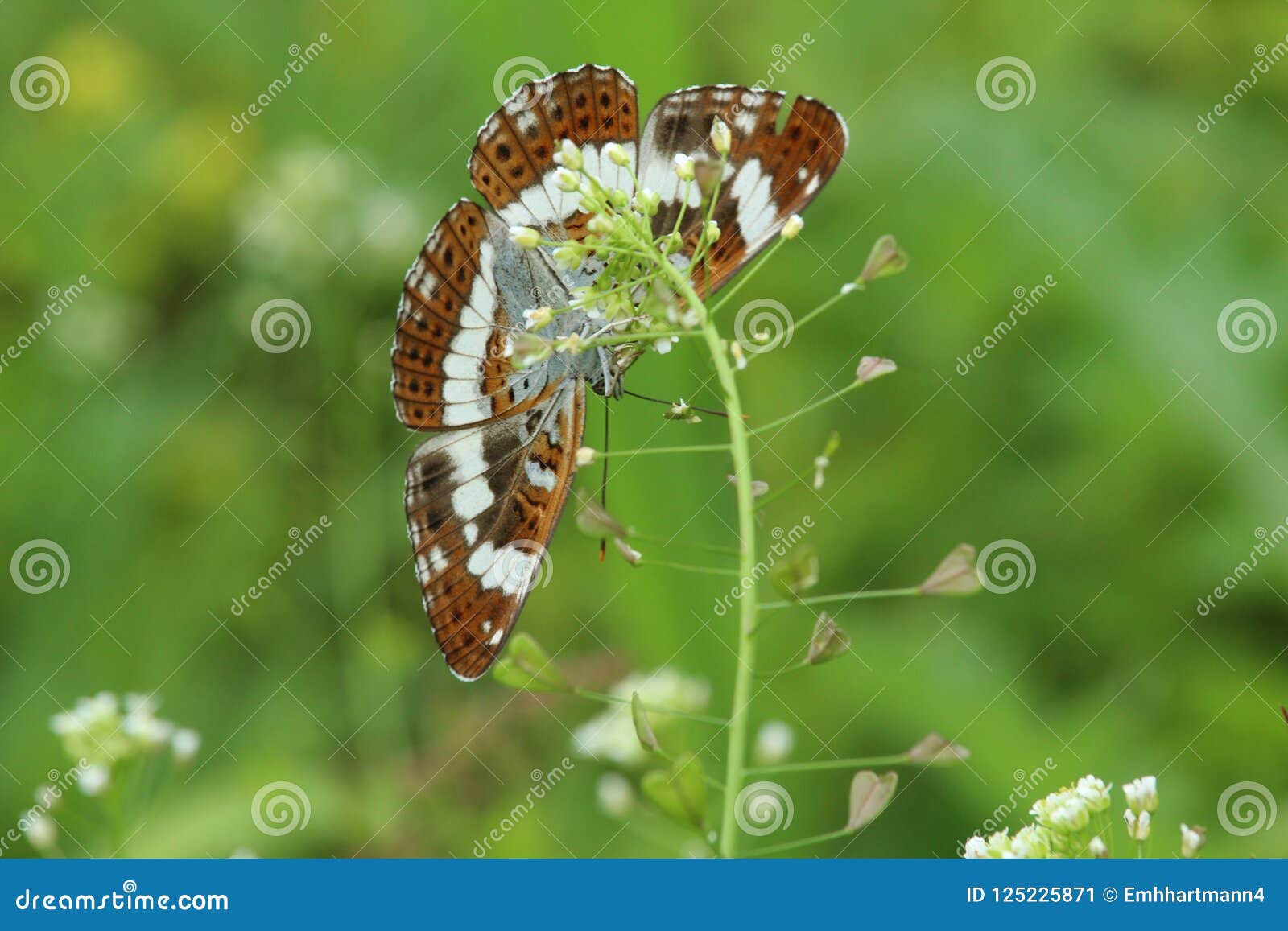 limenitis camilla butterfly