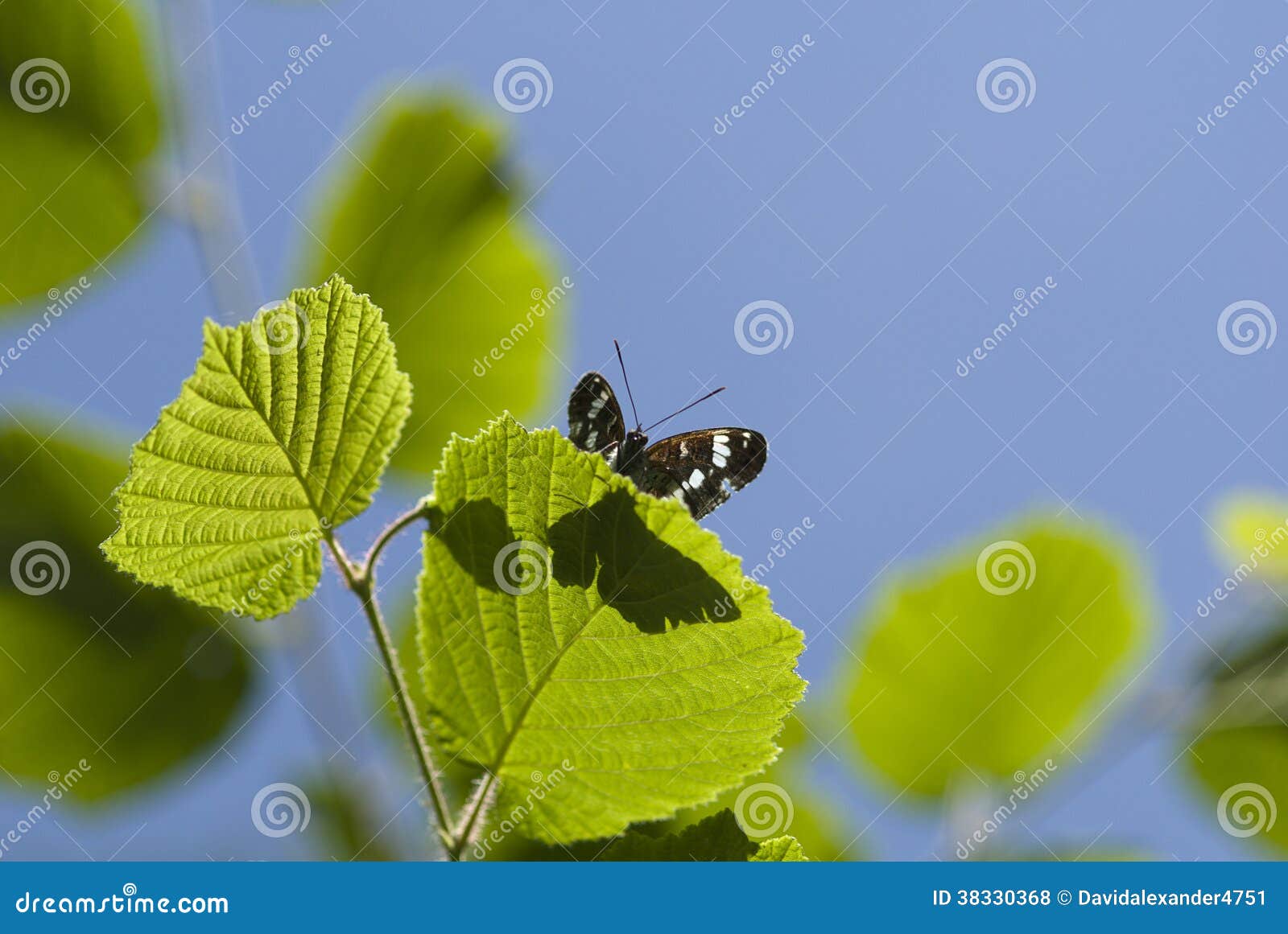 white admiral butterfly, limenitis camilla