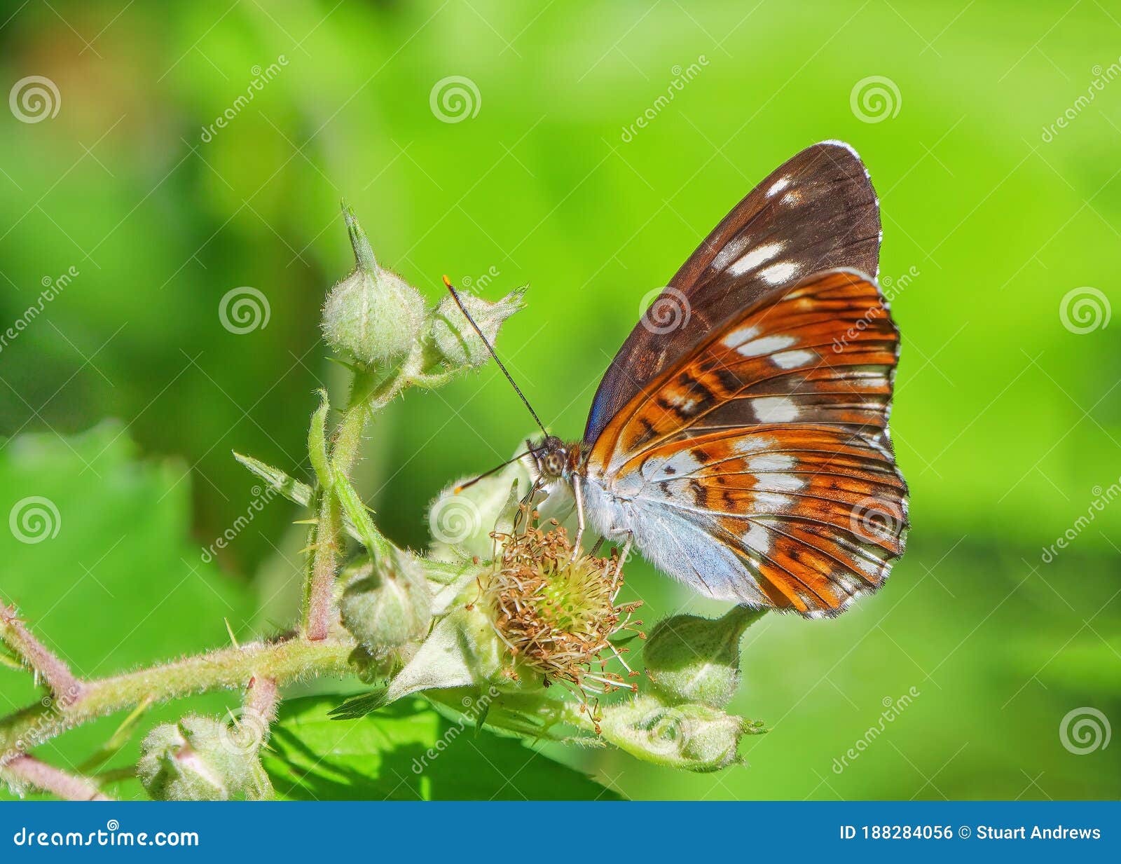 white admiral butterfly -limenitis camilla in a worcestershire  woodland.