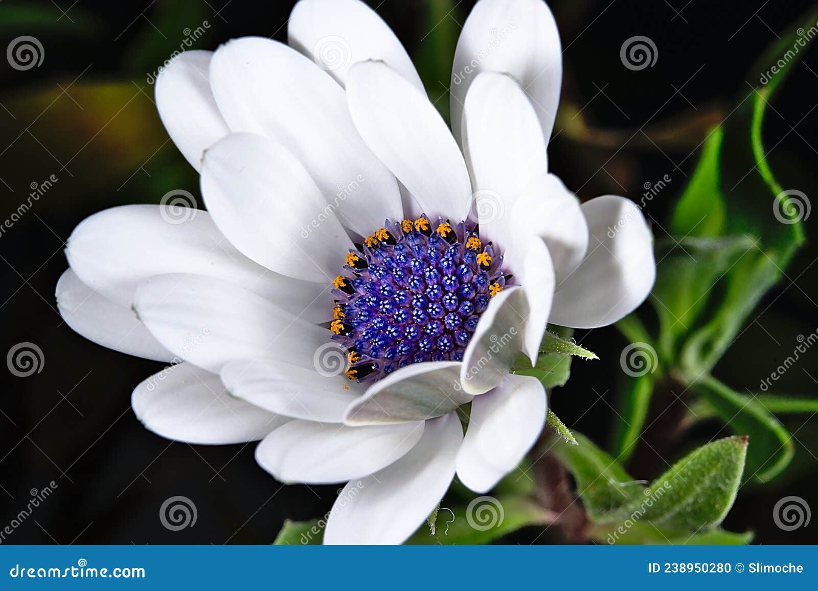 Deadheading White Perennial Phlox Paniculata, Garden Phlox, Panicled