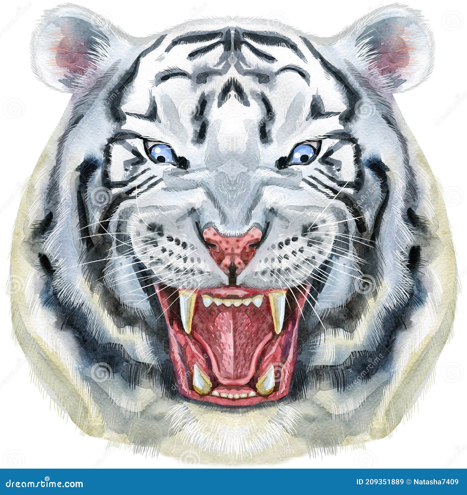 Hand Drawn Tiger. Watercolor Drawing White Tiger Head, Blue Eyes Stock ...