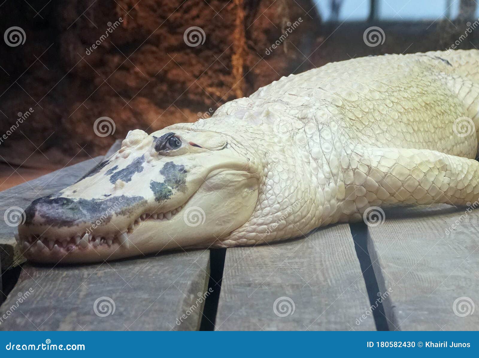 albino alligator purse