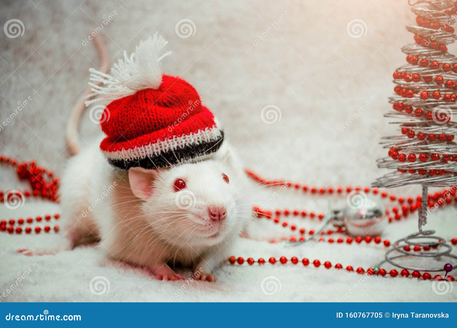 White Albino Cute Rat on Hat, Fur Background with New Year Tree ...