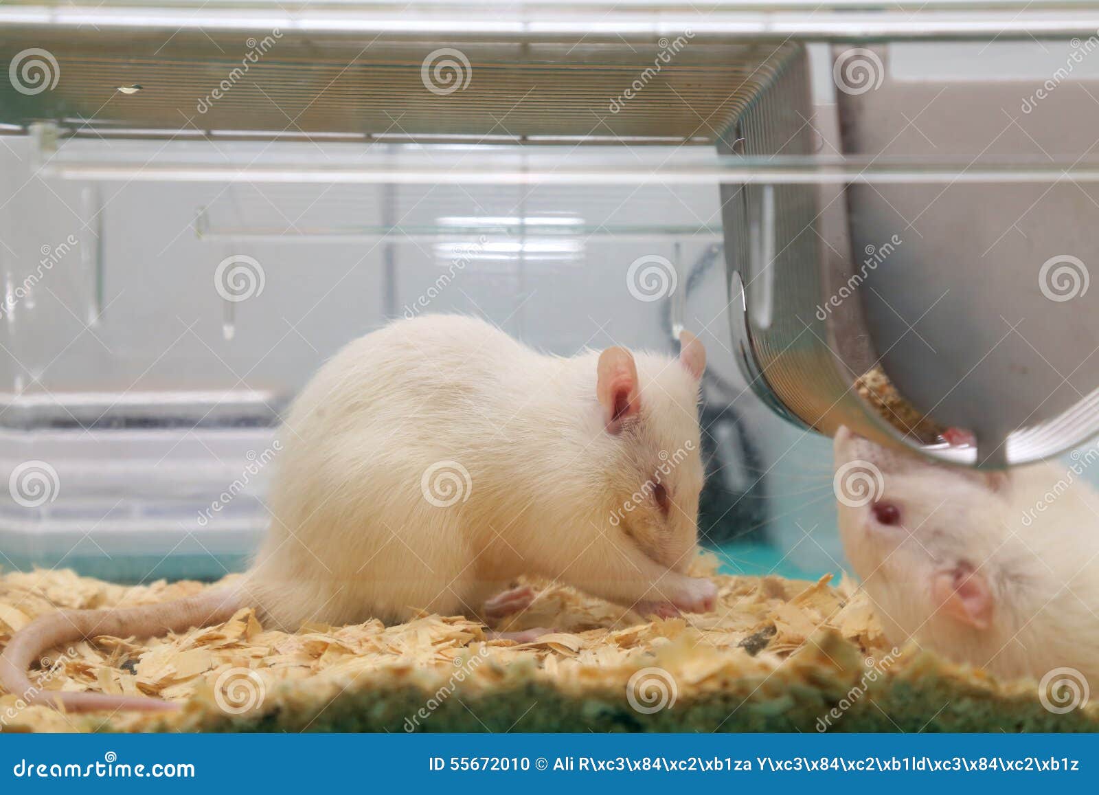 White (albino) Laboratory Rats Eating in Cage Stock Photo Image of creature, drug 55672010