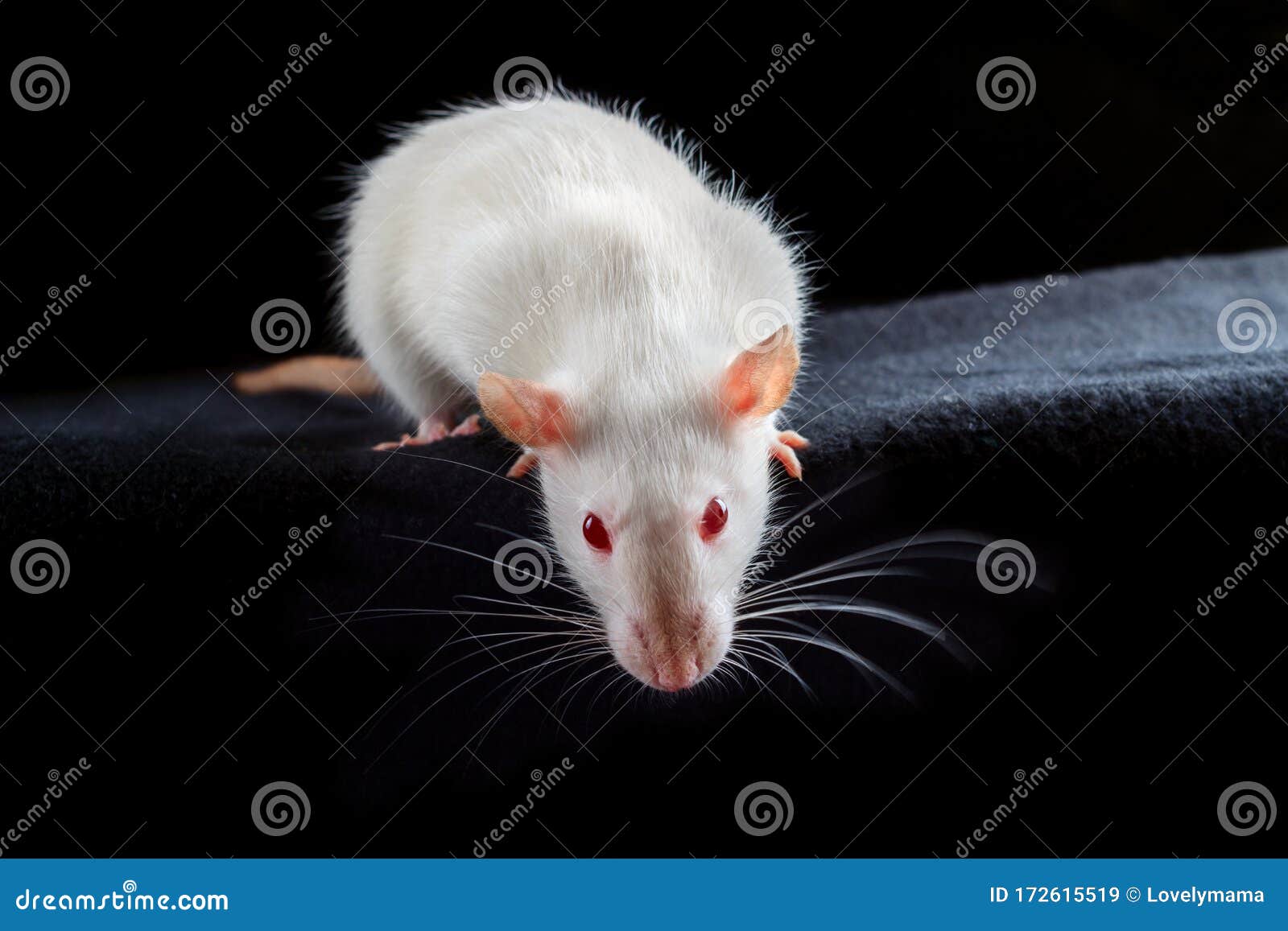 White Albino Pet Rat with Red Eyes on Black Background Stock Image