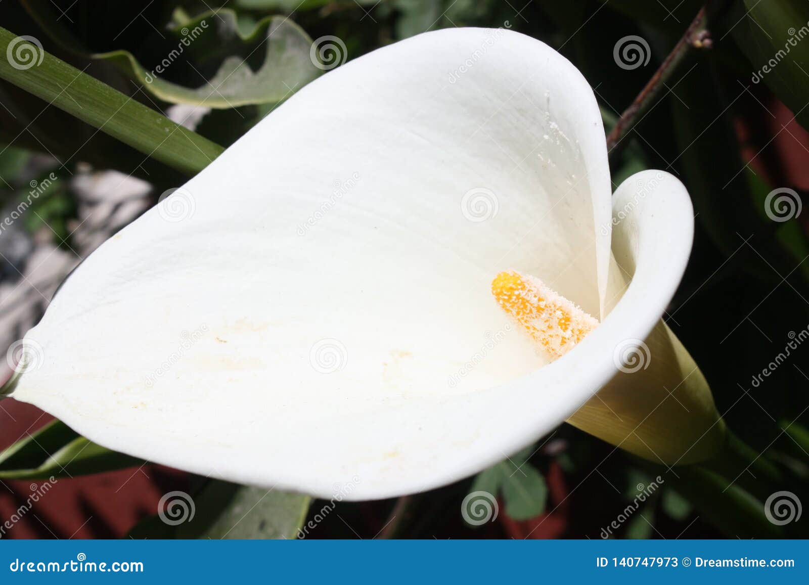 white alcatraz flower