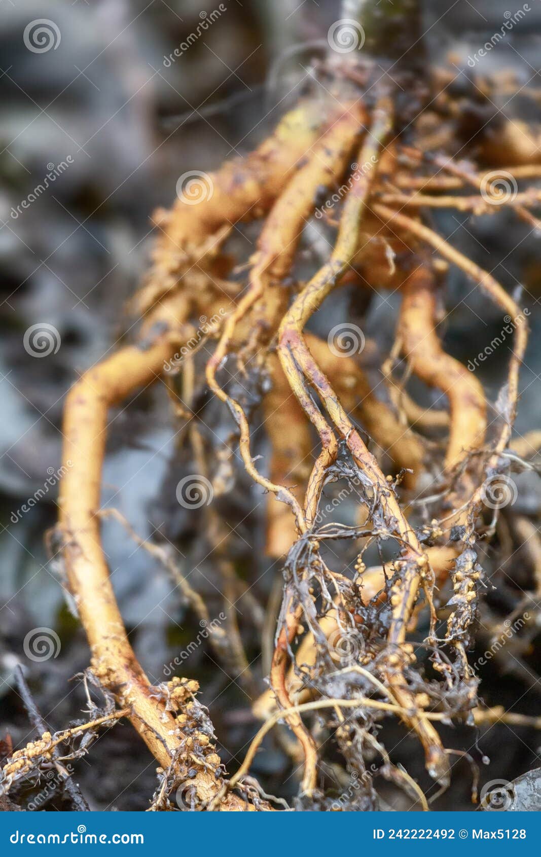 white alder alnus incana in spring