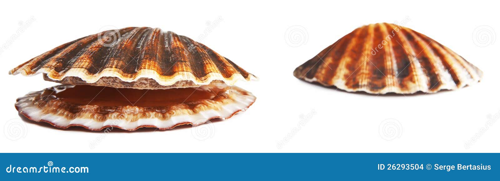 On white alive scallop stock photo. Image of fresh, alive 26293504