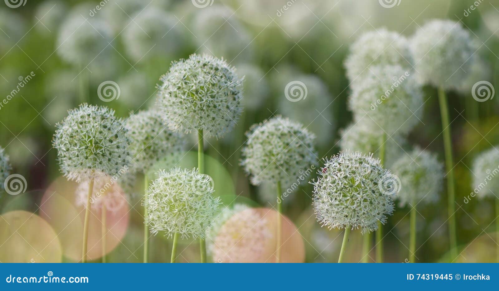 White Allium Circular Globe Shaped Flowers Blow In The Wind Stock Image