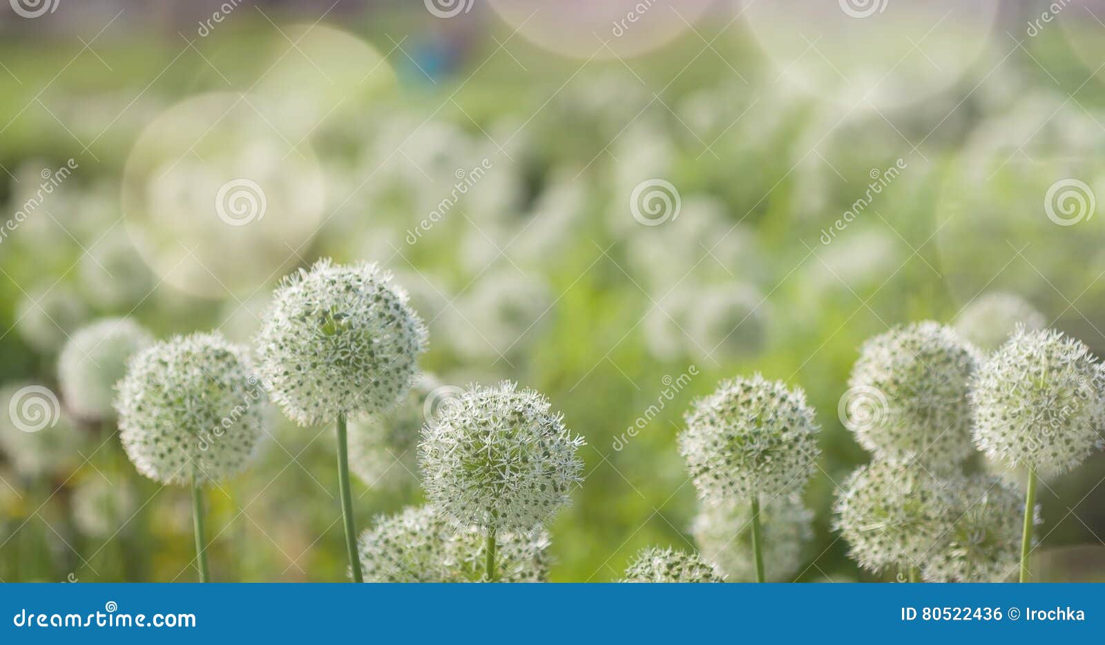 White Allium Circular Globe Shaped Flowers Blow in the Wind Stock Photo