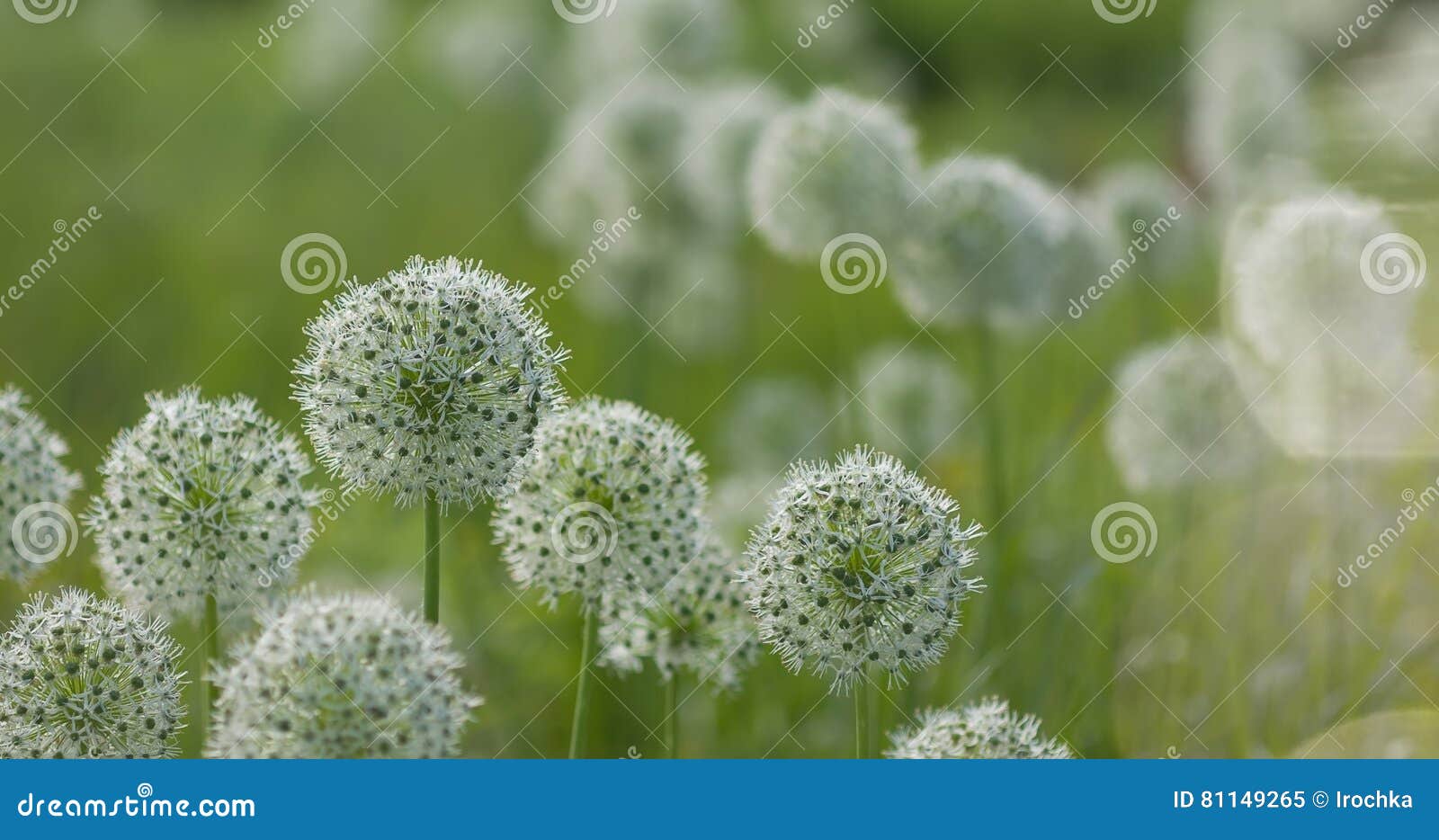 White Allium Circular Globe Shaped Flowers Blow in the Wind Stock Image