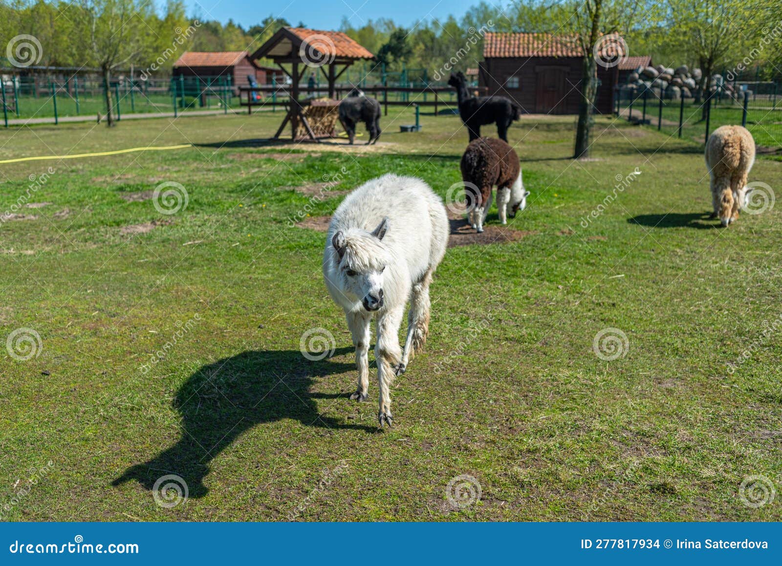 White Alpaca on the Farm. Portrait of an Alpaca in a Paddock Stock